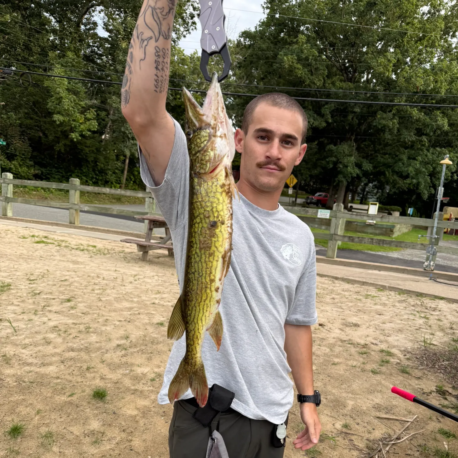 Chain pickerel caught on Fishbrain