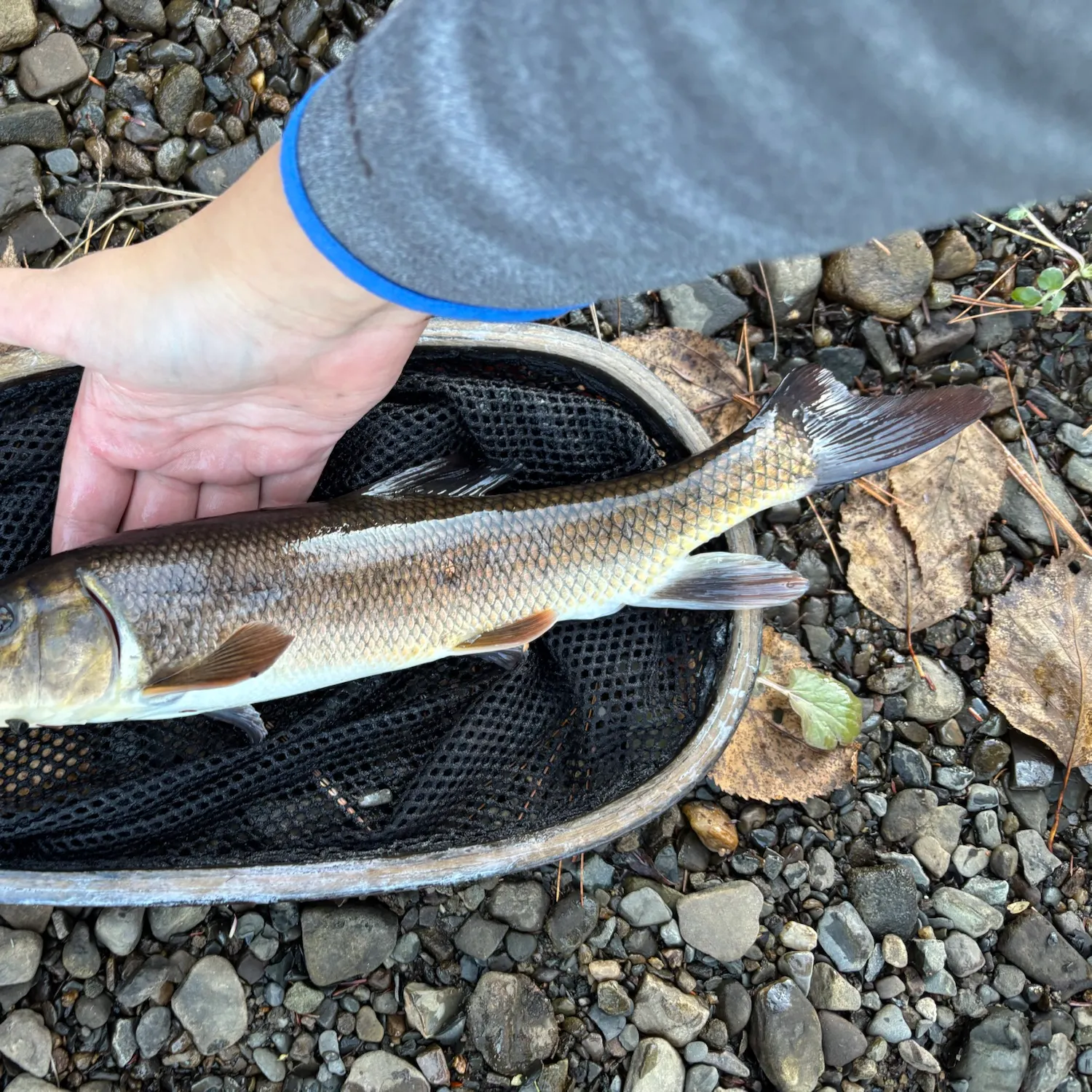 White sucker caught on Fishbrain
