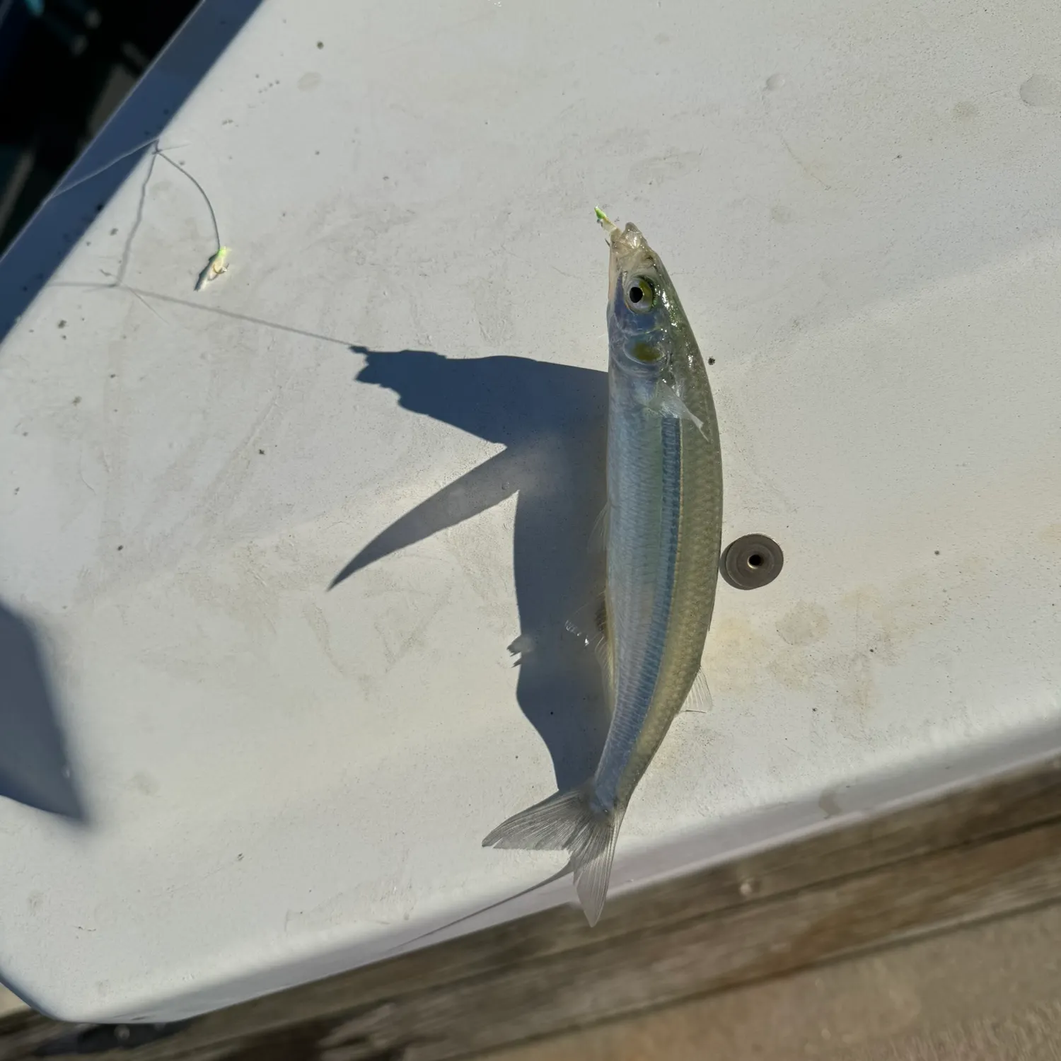 The most recent Topsmelt silverside catches on Fishbrain