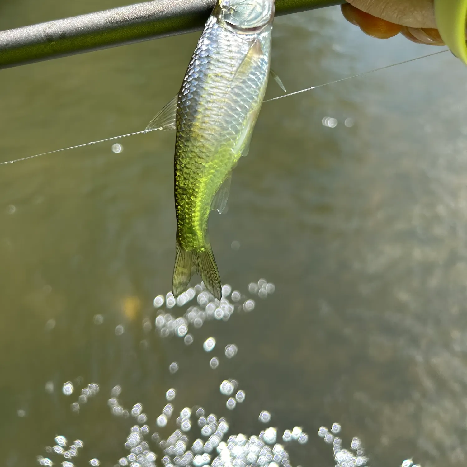 The most recent Striped shiner catches on Fishbrain