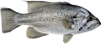 Westralian jewfish