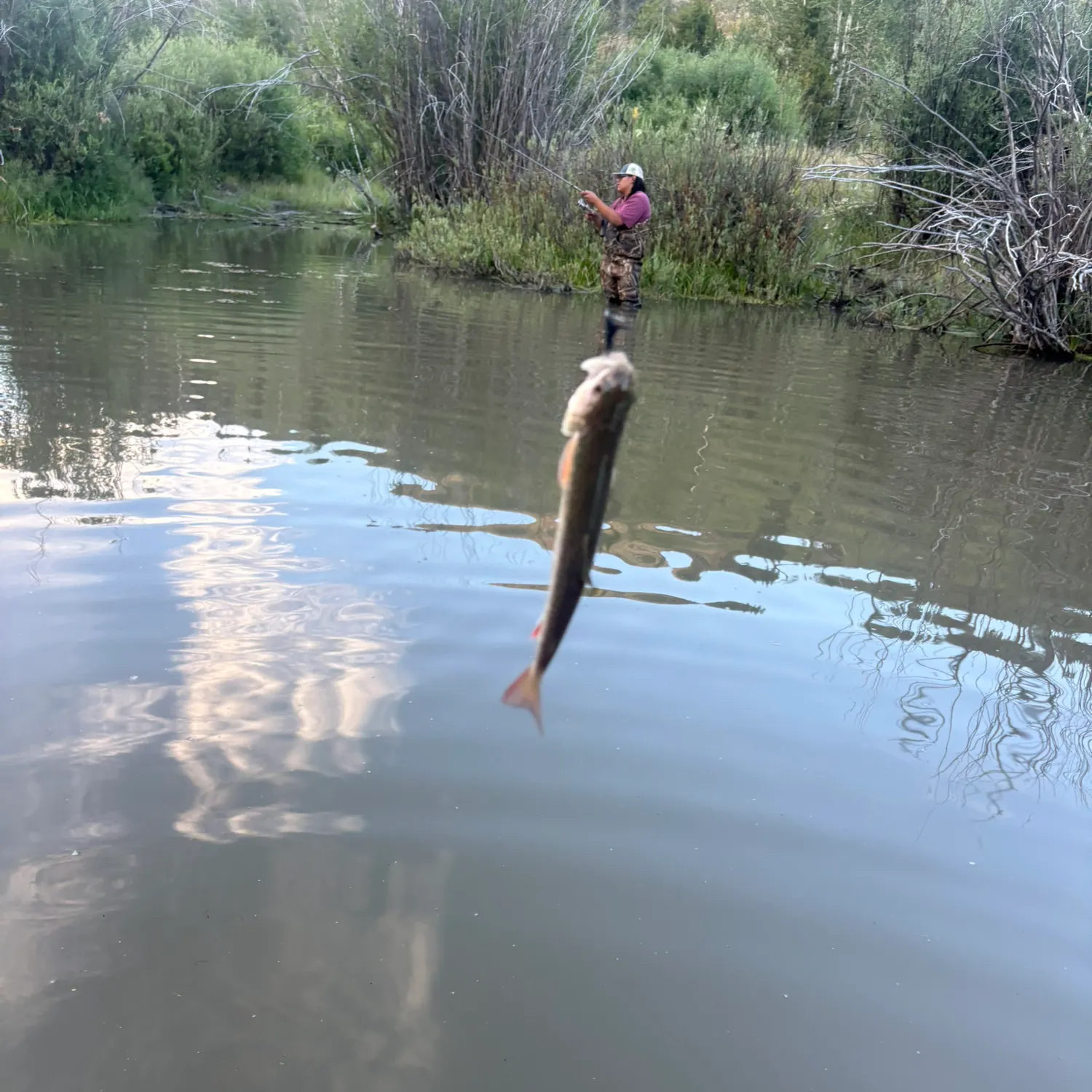 Brook trout caught on Fishbrain