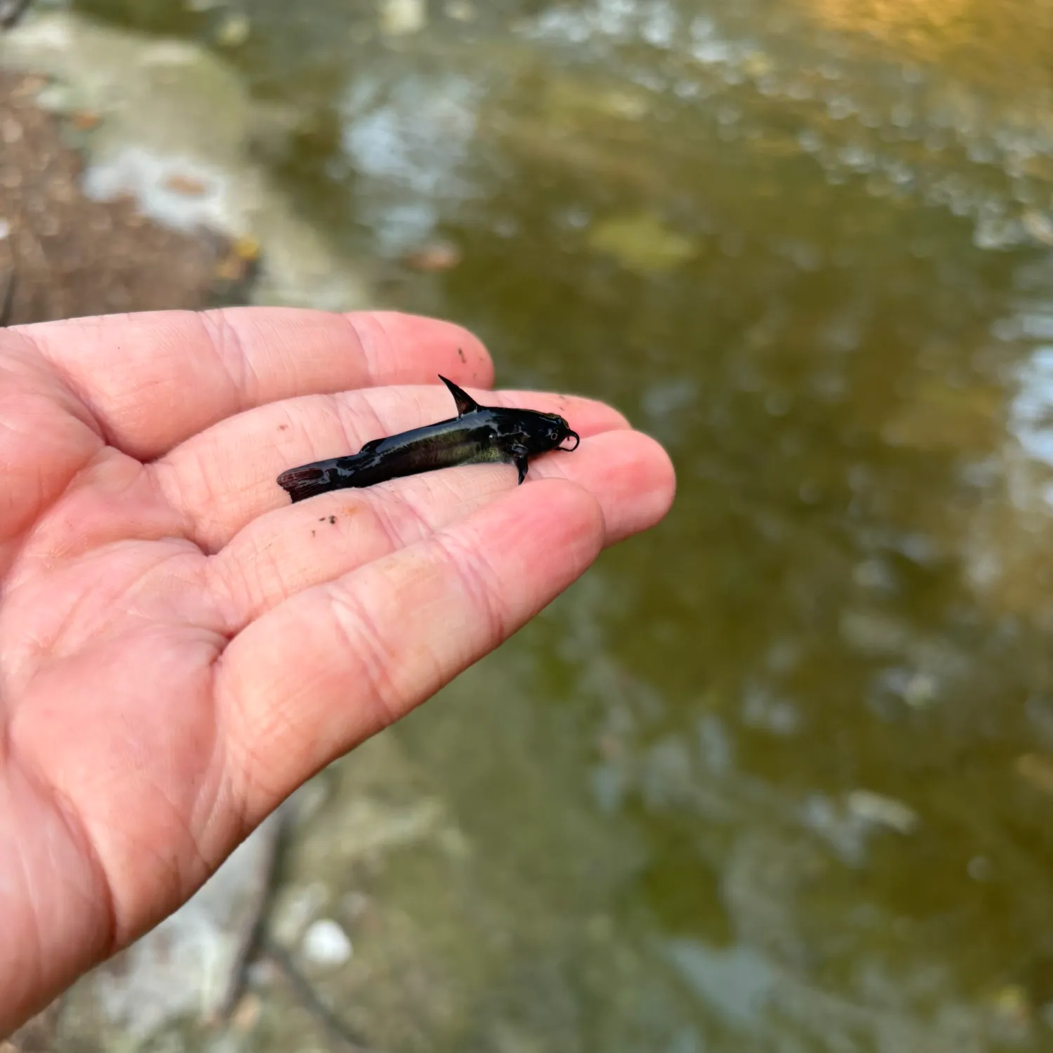 The most recent Pacific goliath grouper catches on Fishbrain