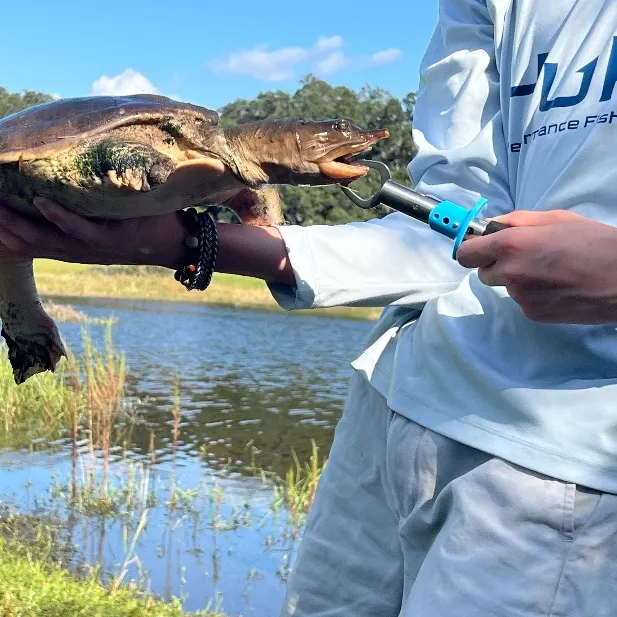 The most recent Florida softshell turtle catches on Fishbrain