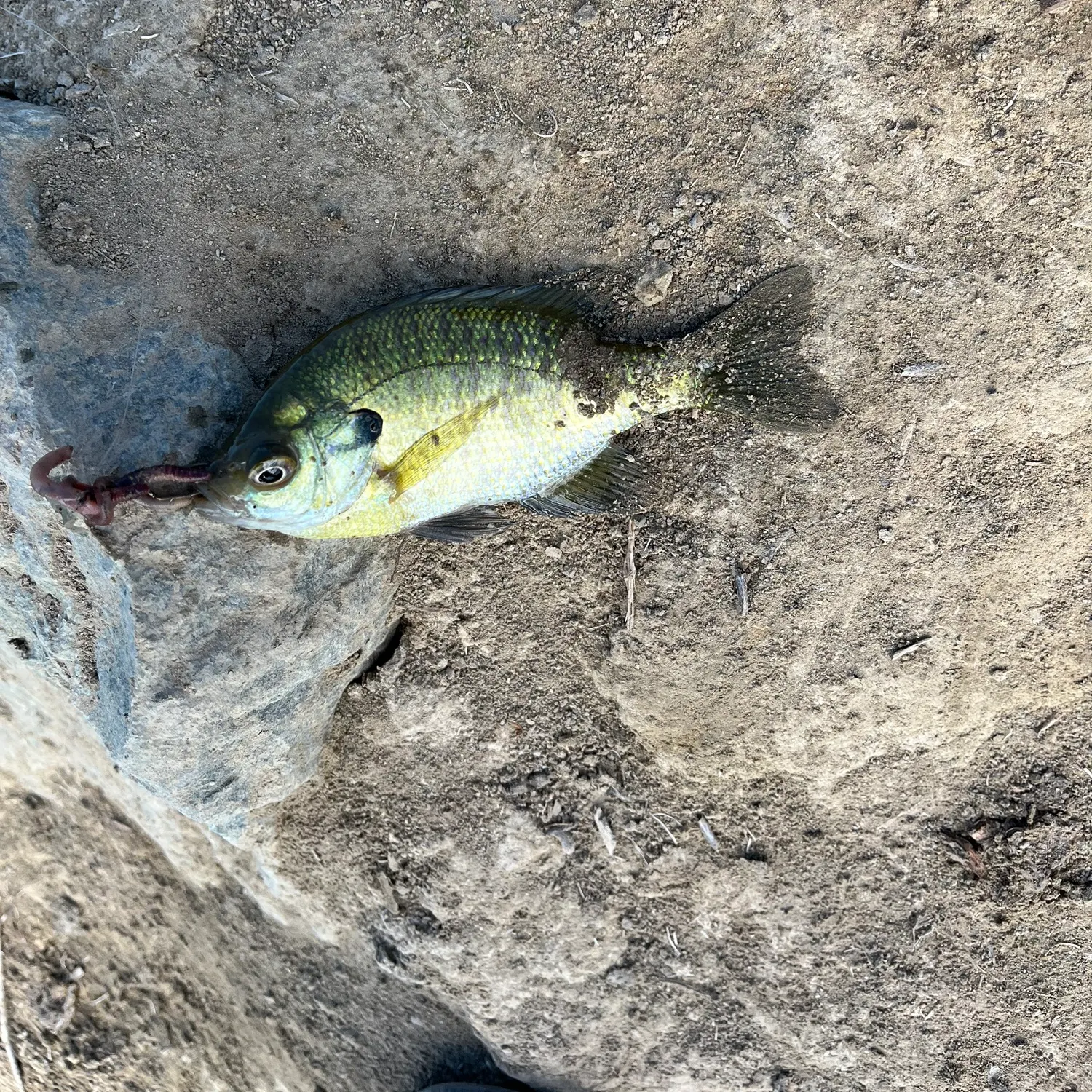 Bluegill caught on Fishbrain