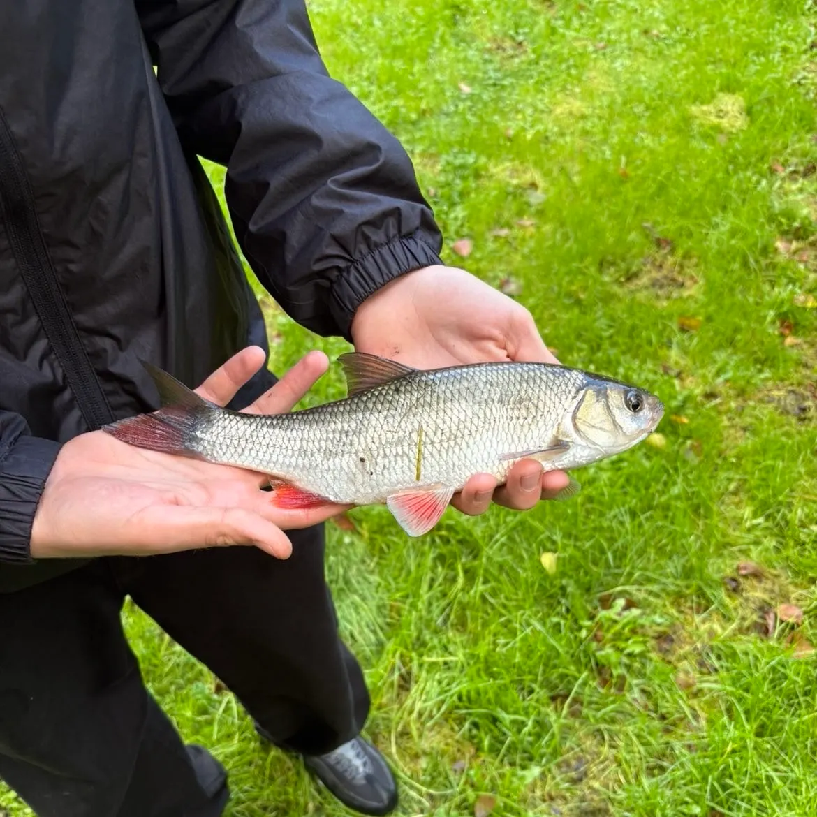 The most recent Ide catches on Fishbrain