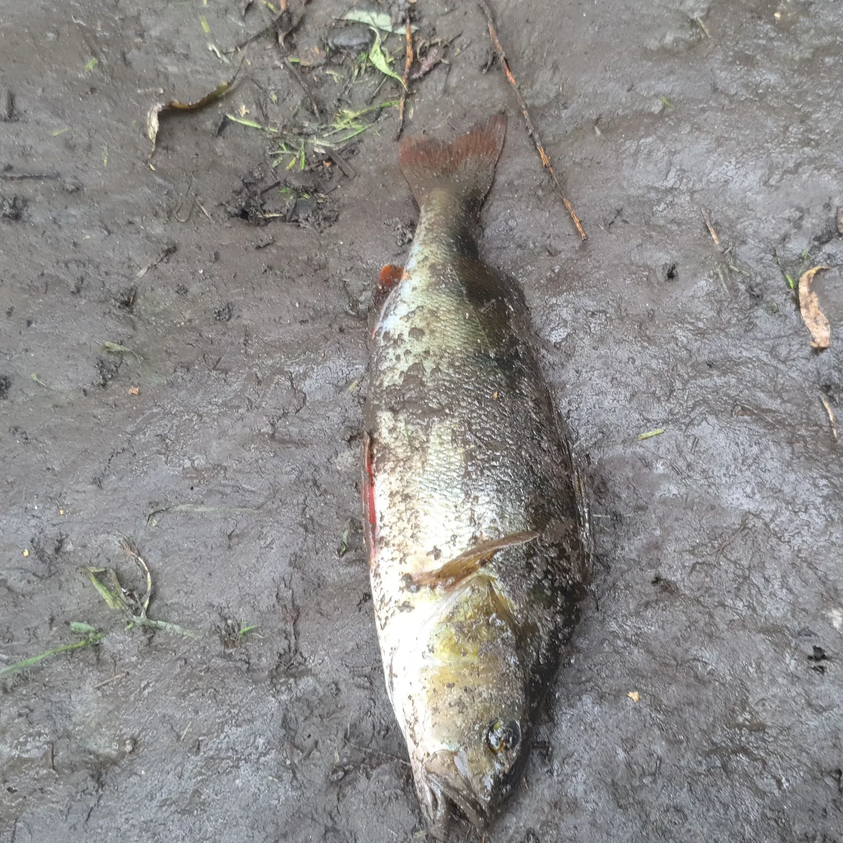 European perch caught on Fishbrain