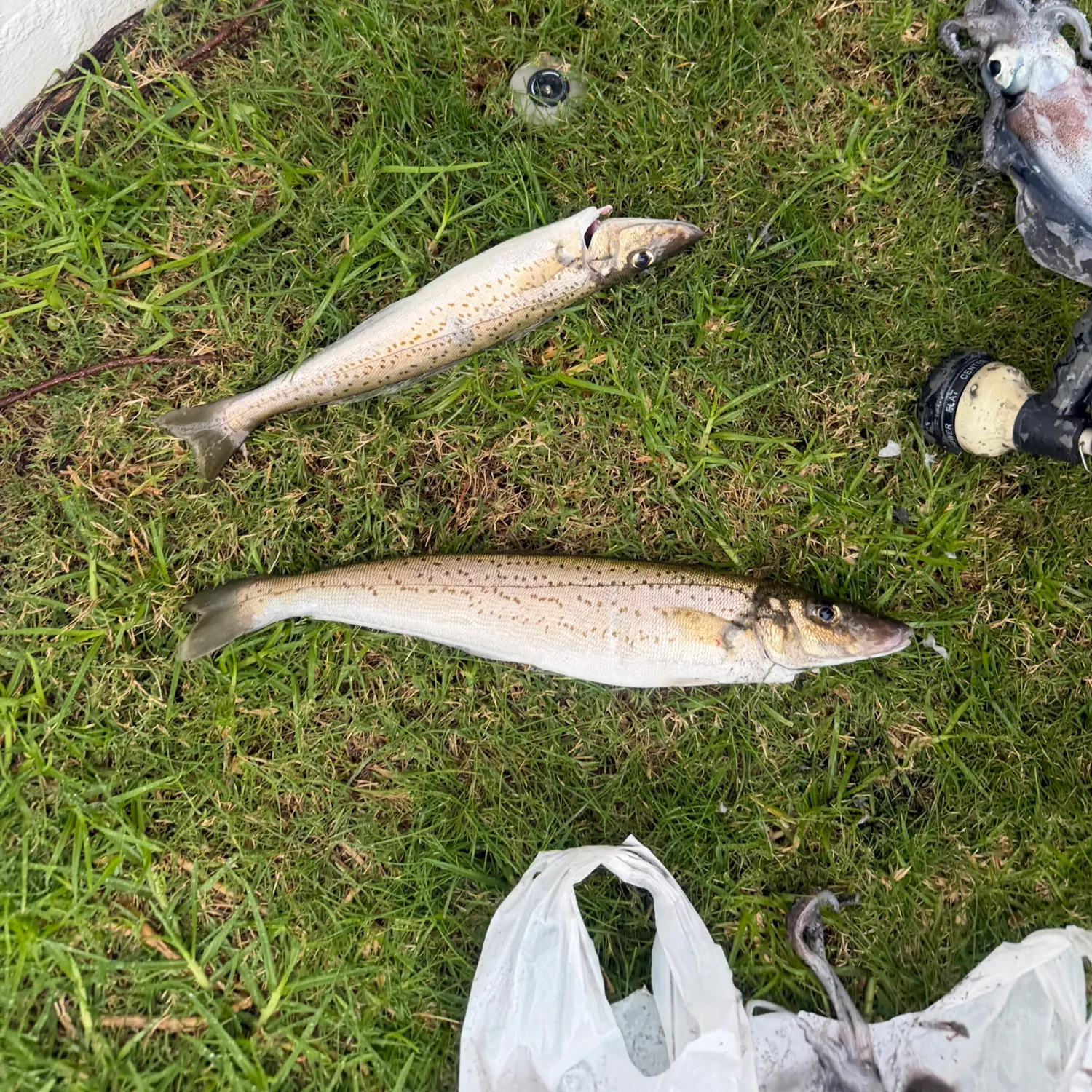 The most recent King George whiting catches on Fishbrain