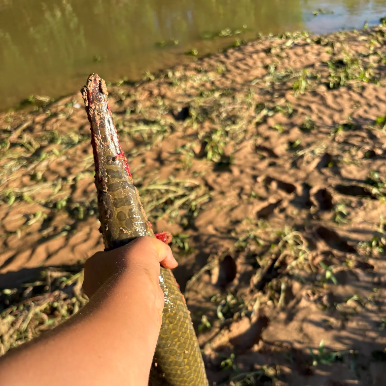 Spotted gar caught on Fishbrain
