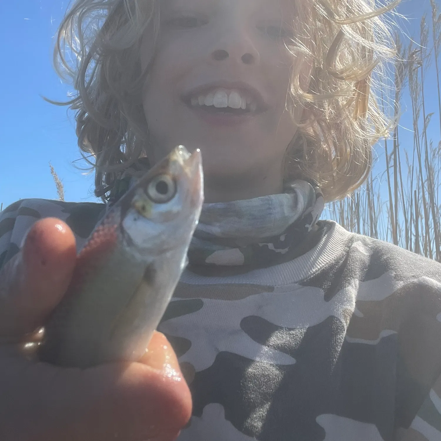 The most recent Common bleak catches on Fishbrain