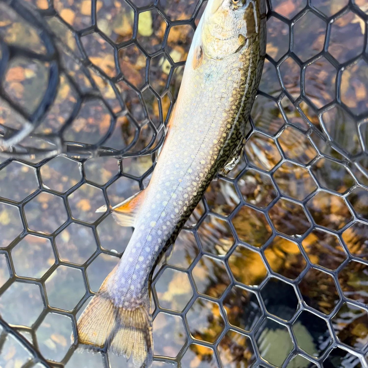 Brook trout caught on Fishbrain