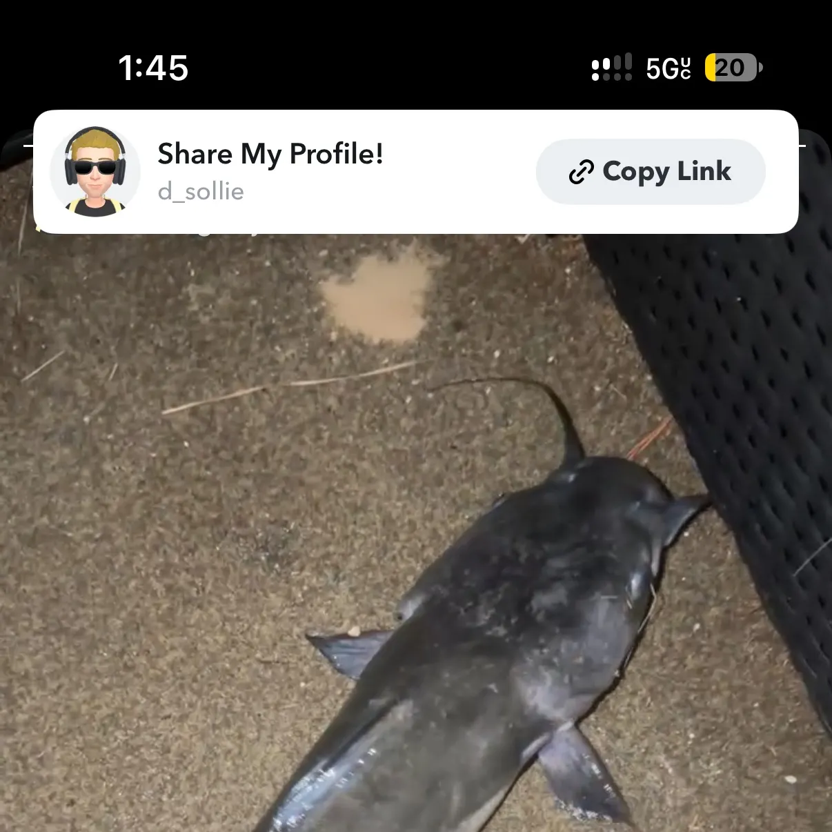 Channel catfish caught on Fishbrain