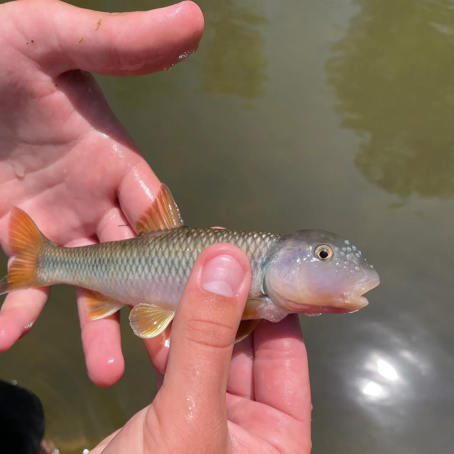 The most recent Bull chub catches on Fishbrain