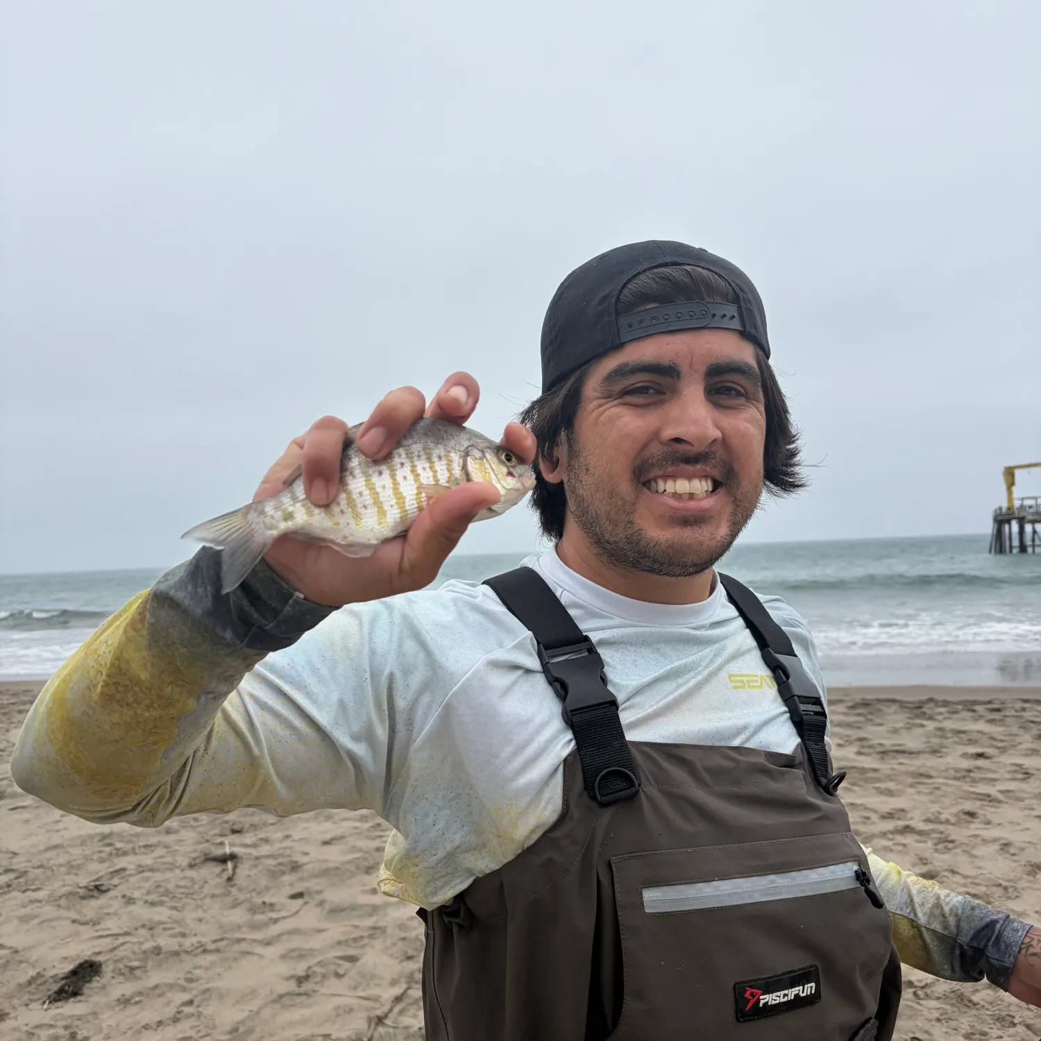 The most recent Barred surfperch catches on Fishbrain