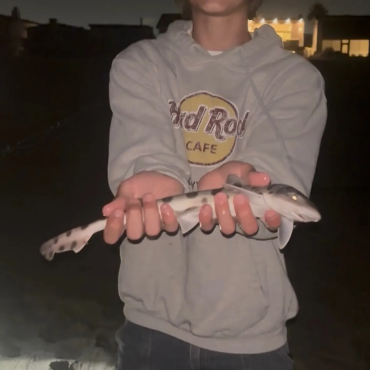The most recent Leopard shark catches on Fishbrain
