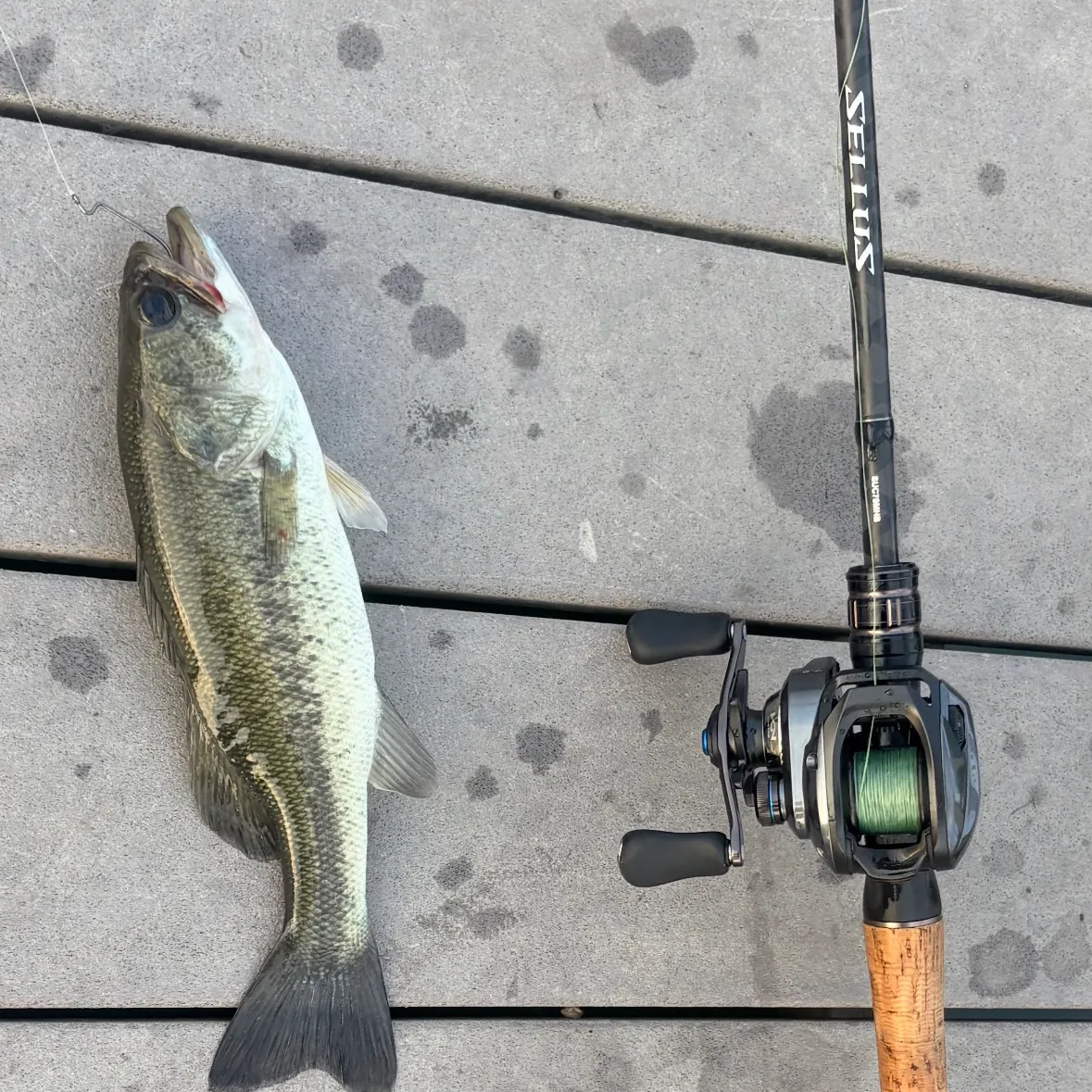 Largemouth bass caught on Fishbrain
