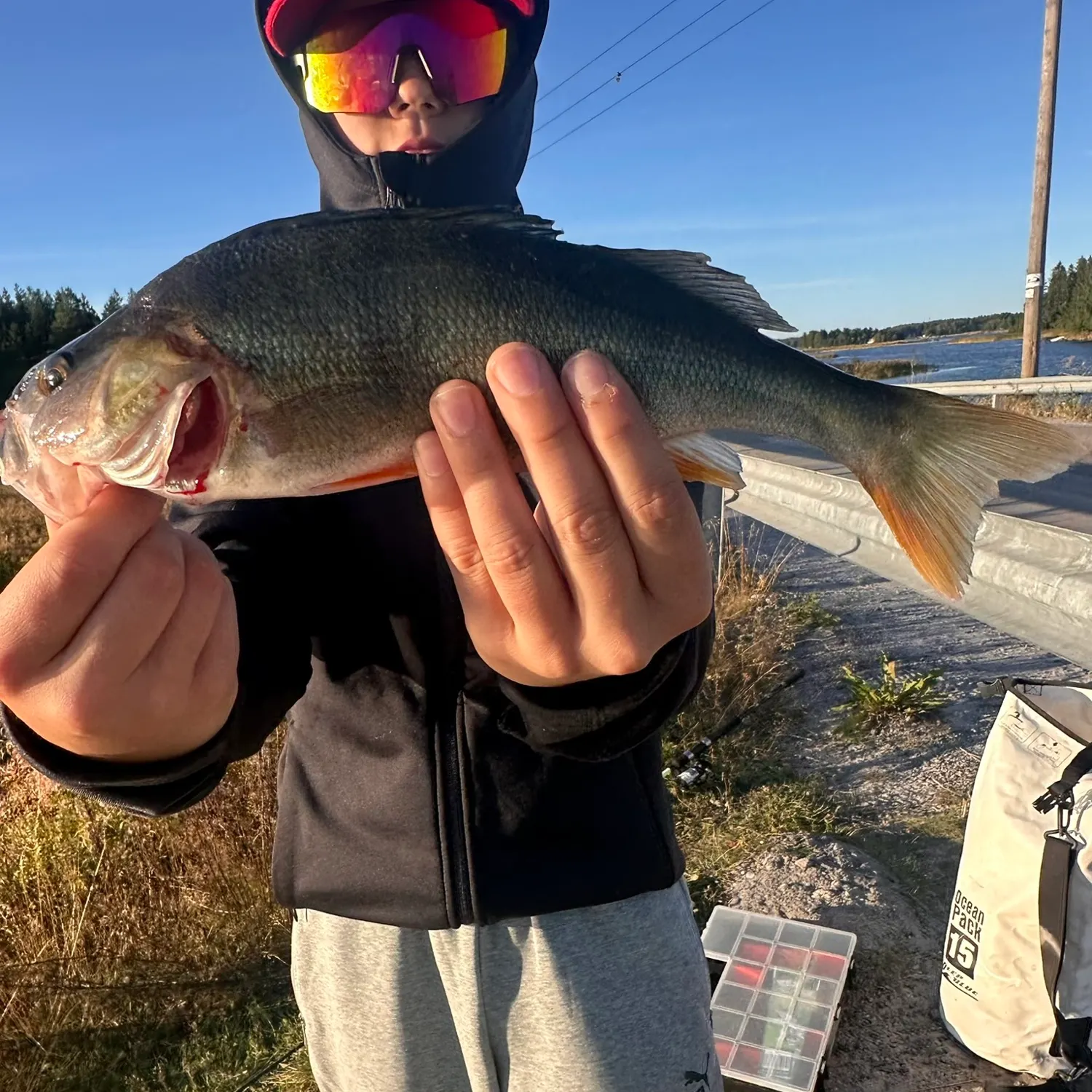 European perch caught on Fishbrain
