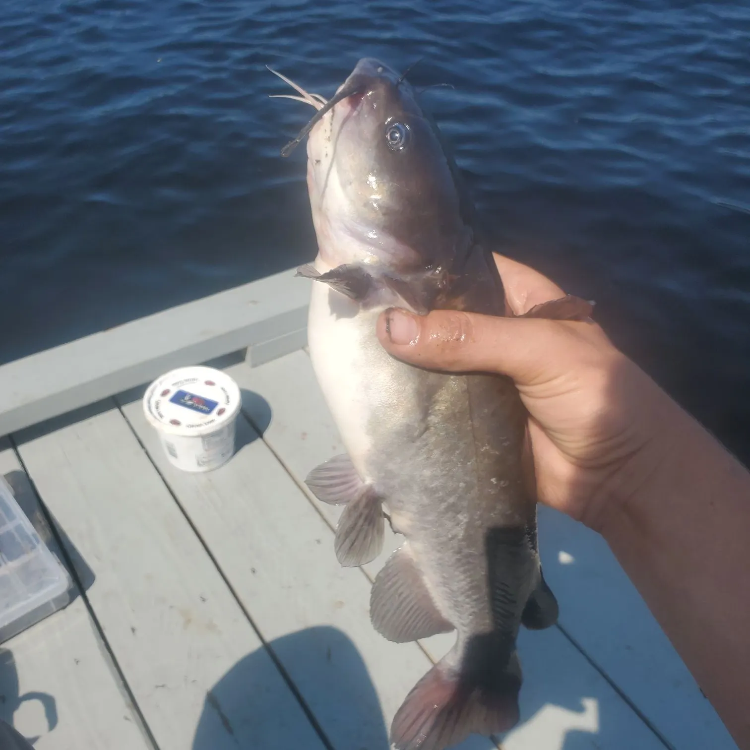 White bullhead caught on Fishbrain