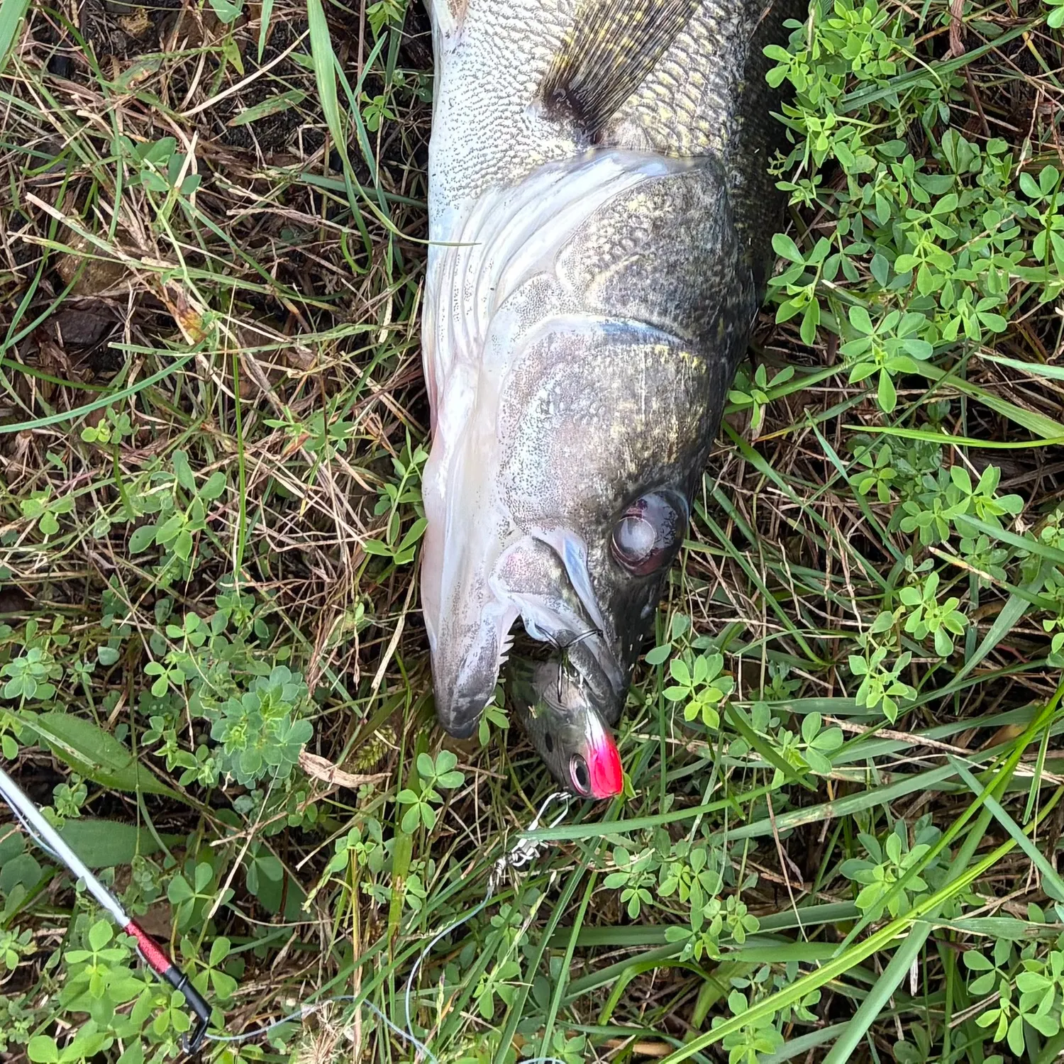 Walleye caught on Fishbrain