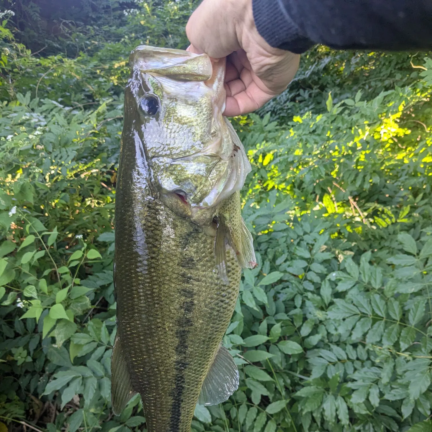 Largemouth bass caught on Fishbrain