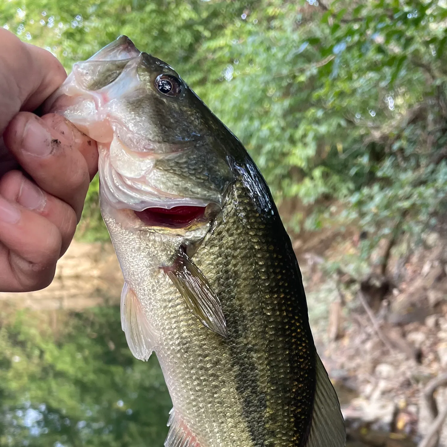 Largemouth bass caught on Fishbrain
