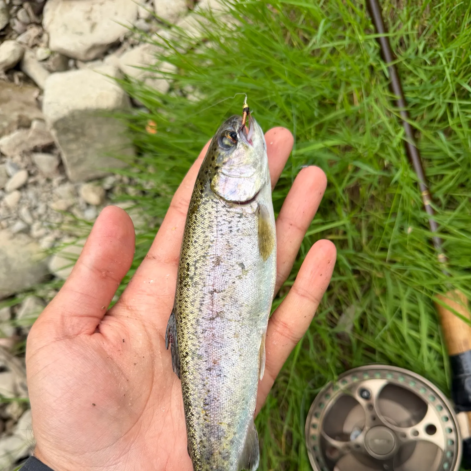 Rainbow trout caught on Fishbrain