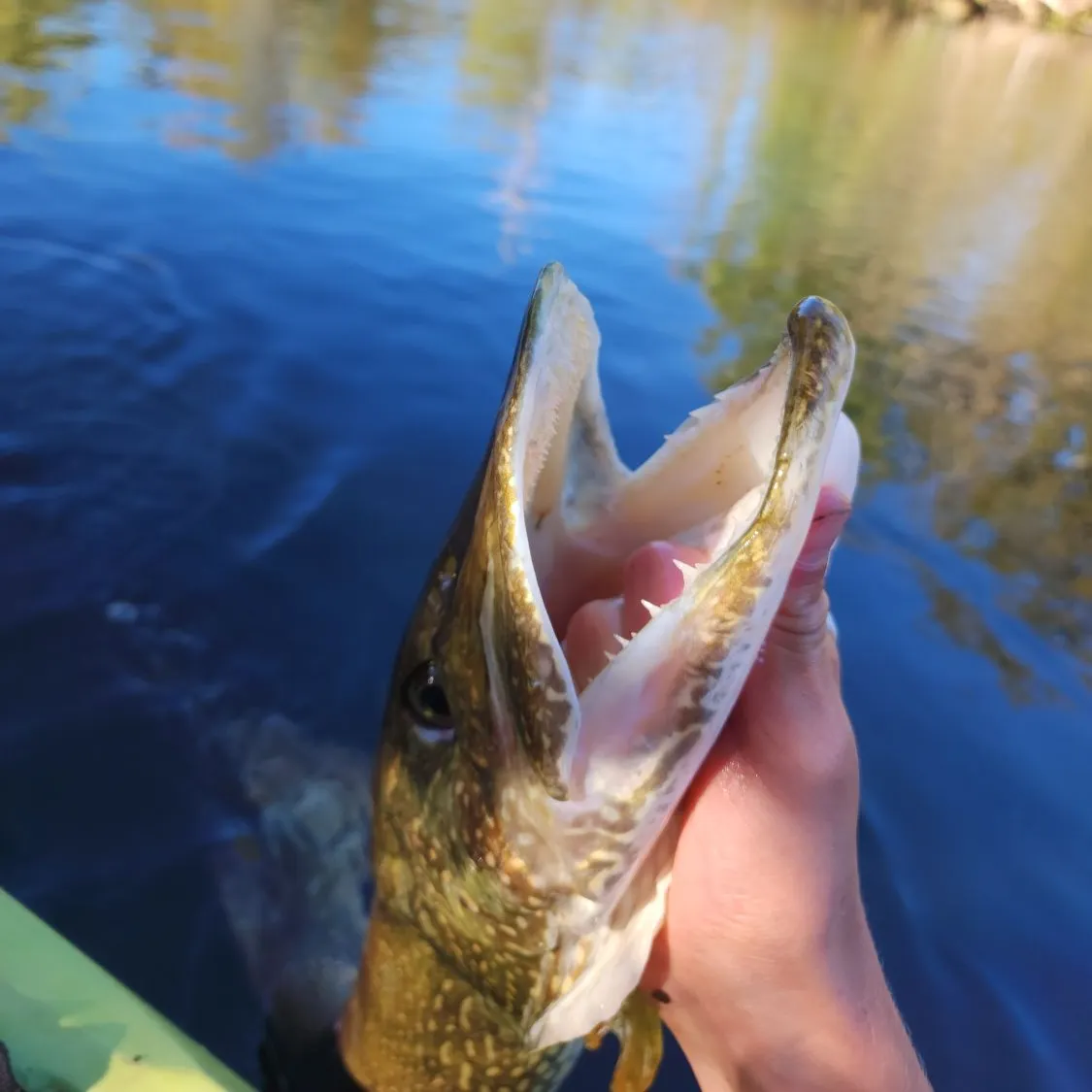 Northern pike caught on Fishbrain