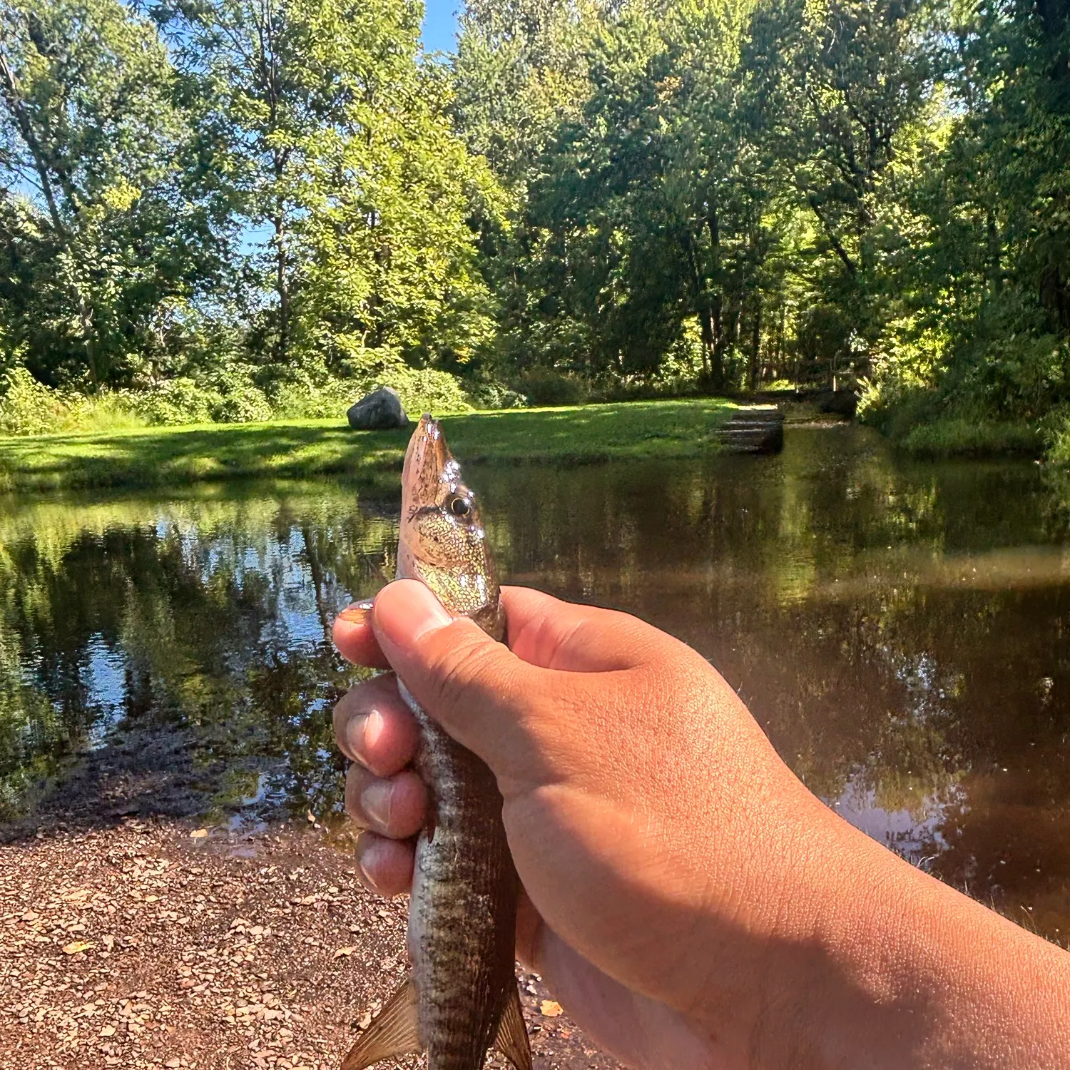 Redfin pickerel caught on Fishbrain