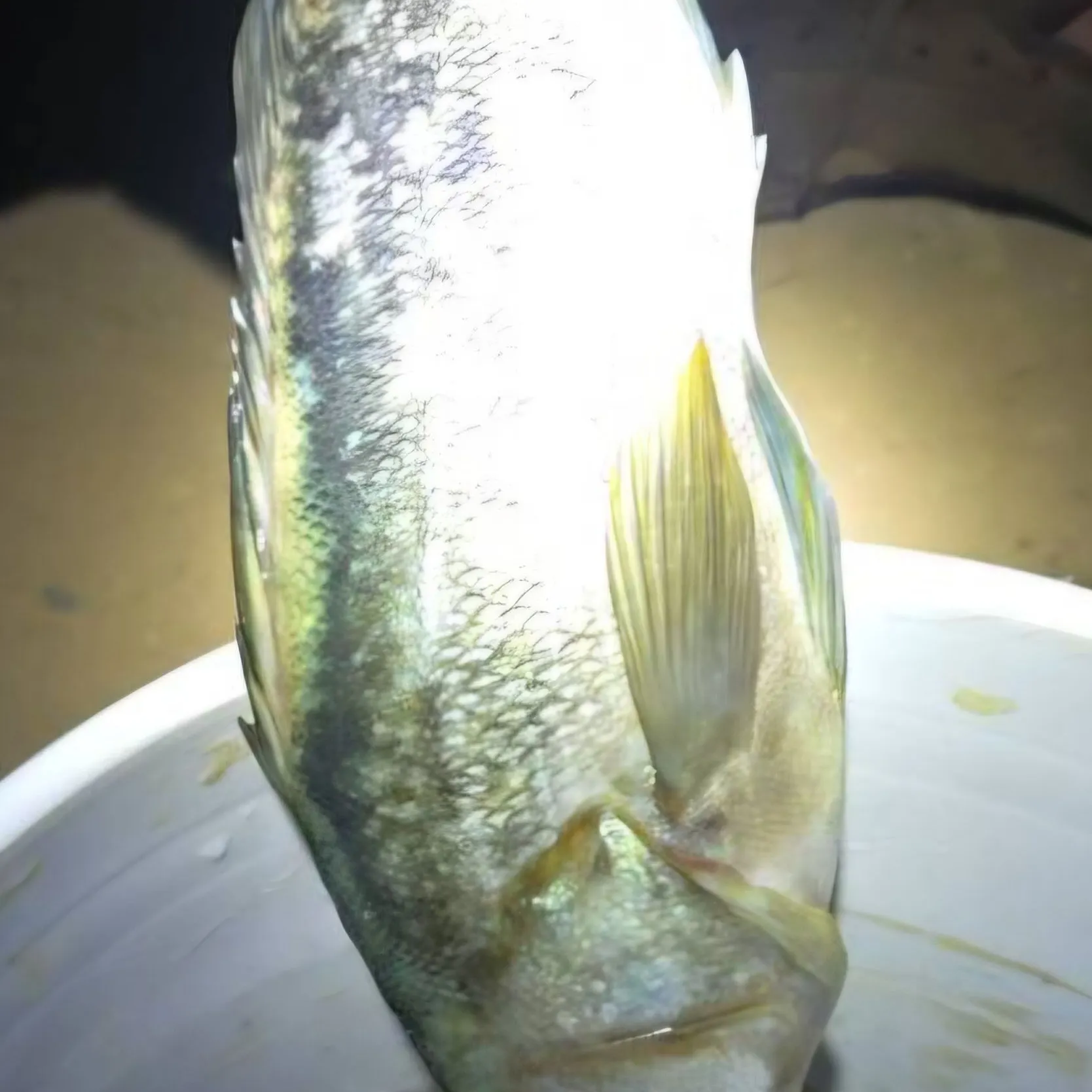 Pacific chub mackerel caught on Fishbrain