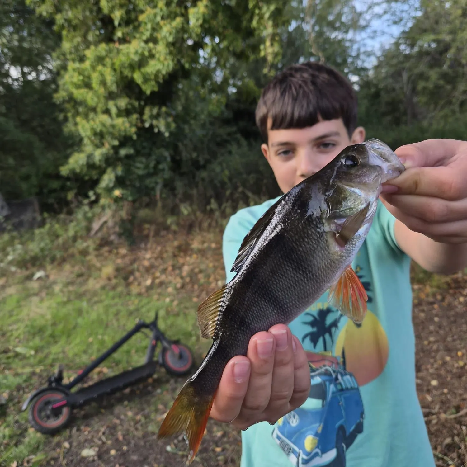 European perch caught on Fishbrain