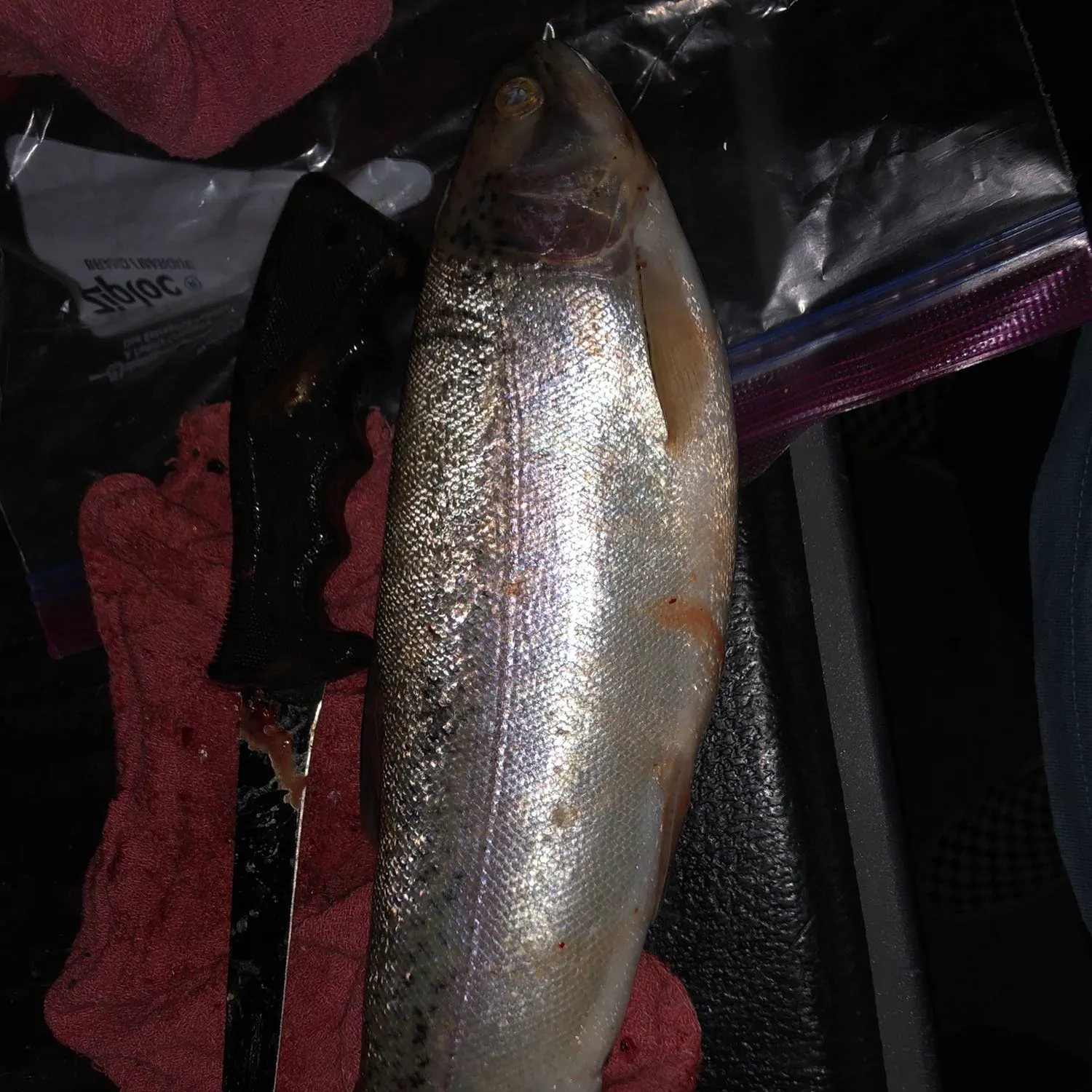 recently logged catches