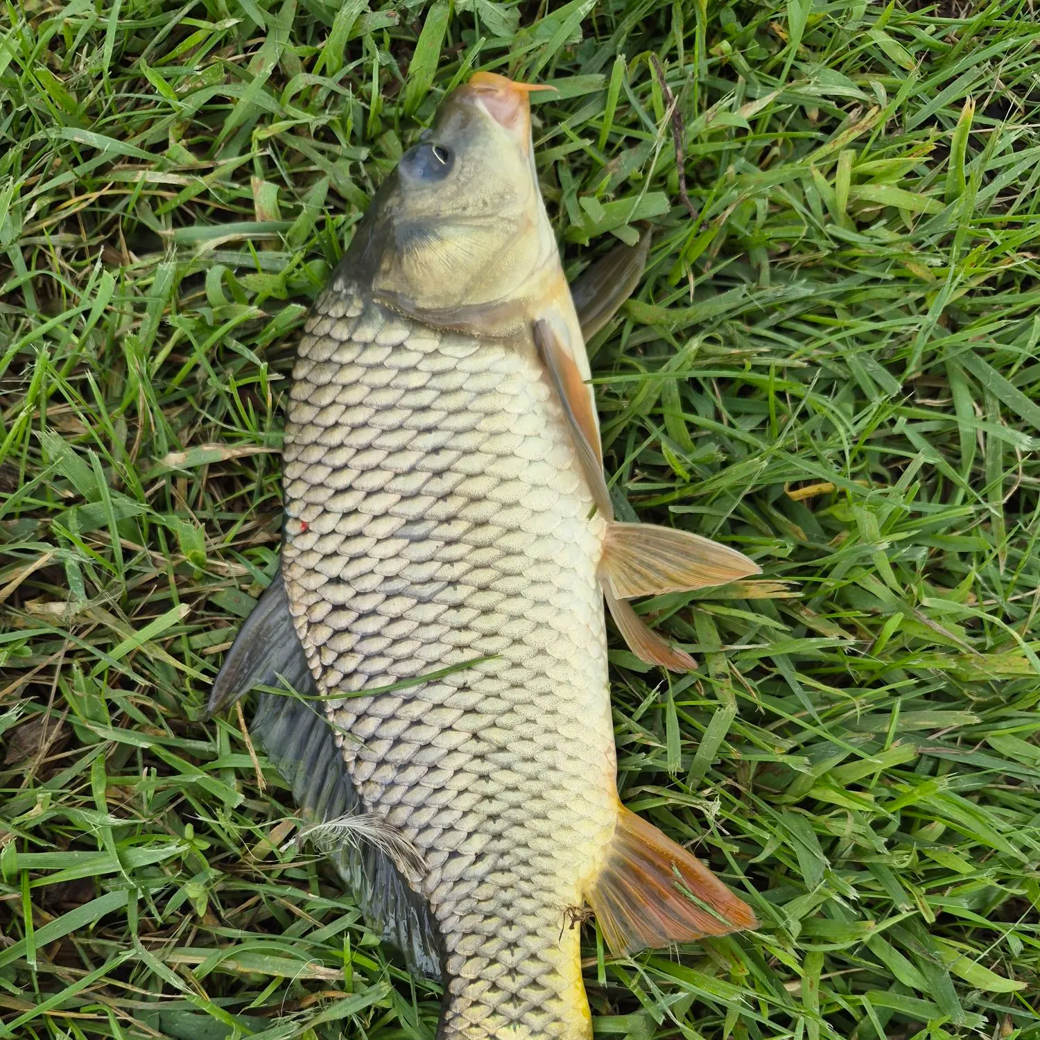 Common carp caught on Fishbrain