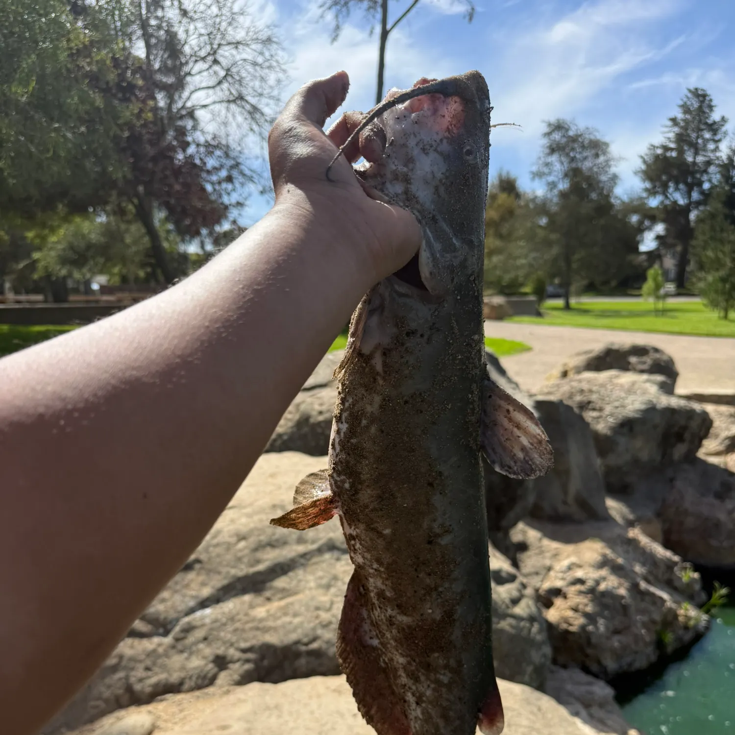 Channel catfish caught on Fishbrain