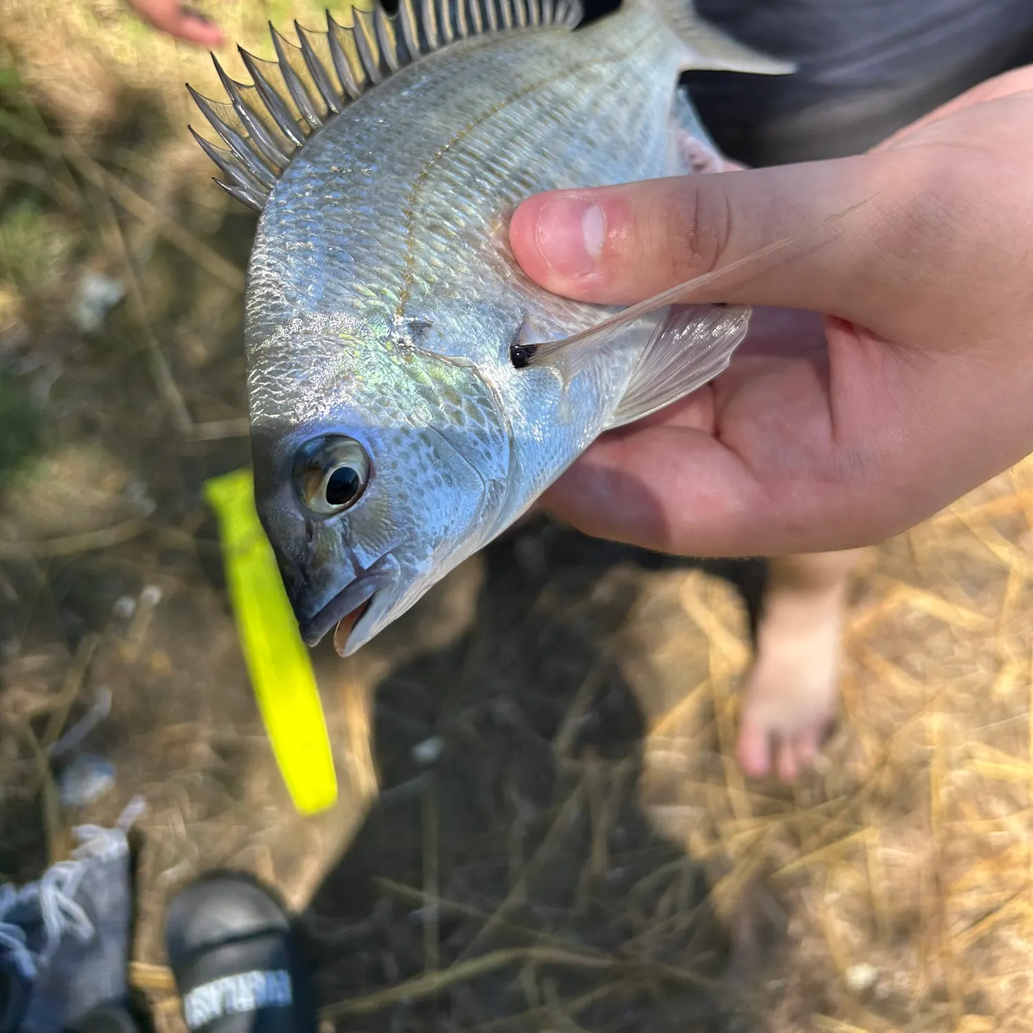 The most recent Surf bream catches on Fishbrain