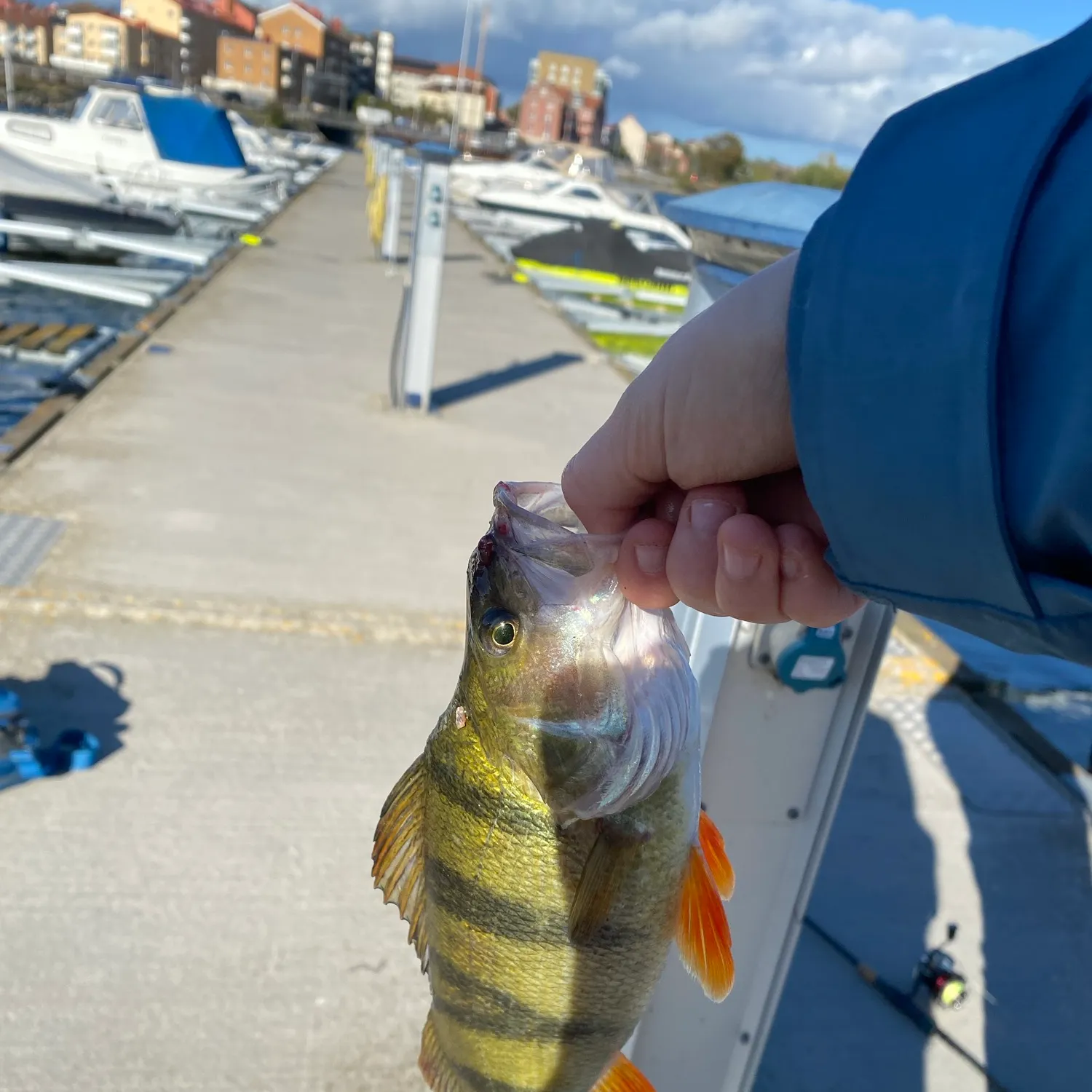 European perch caught on Fishbrain