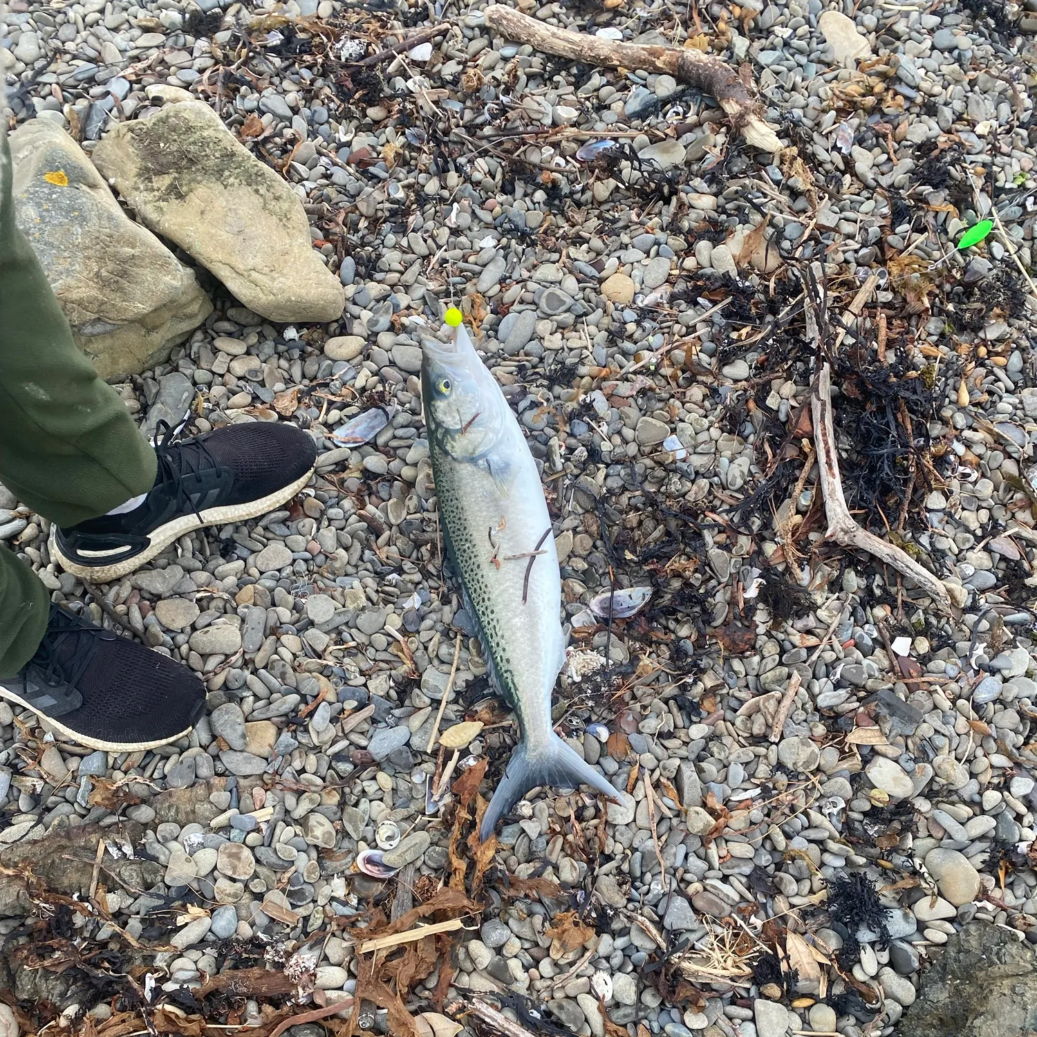 Eastern Australian salmon caught on Fishbrain