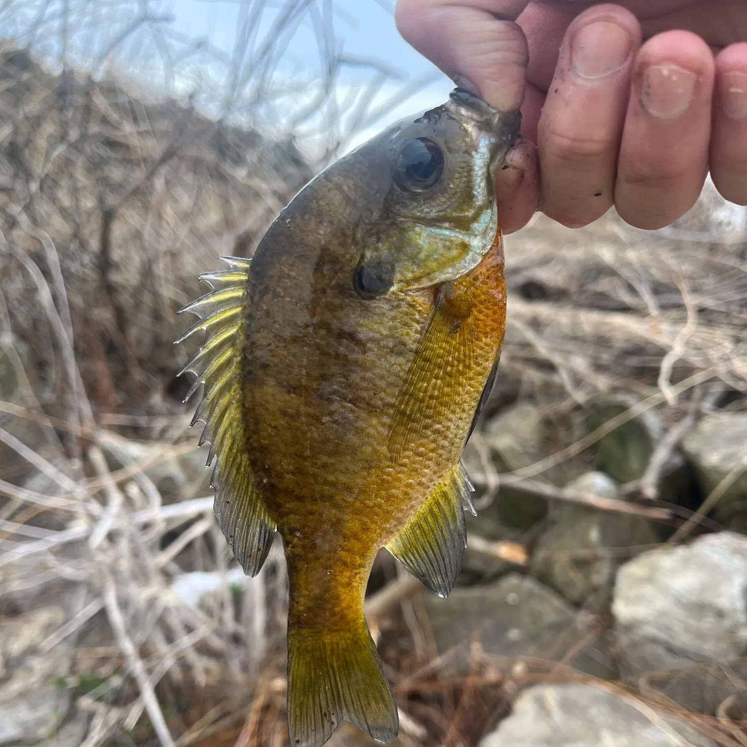 catch