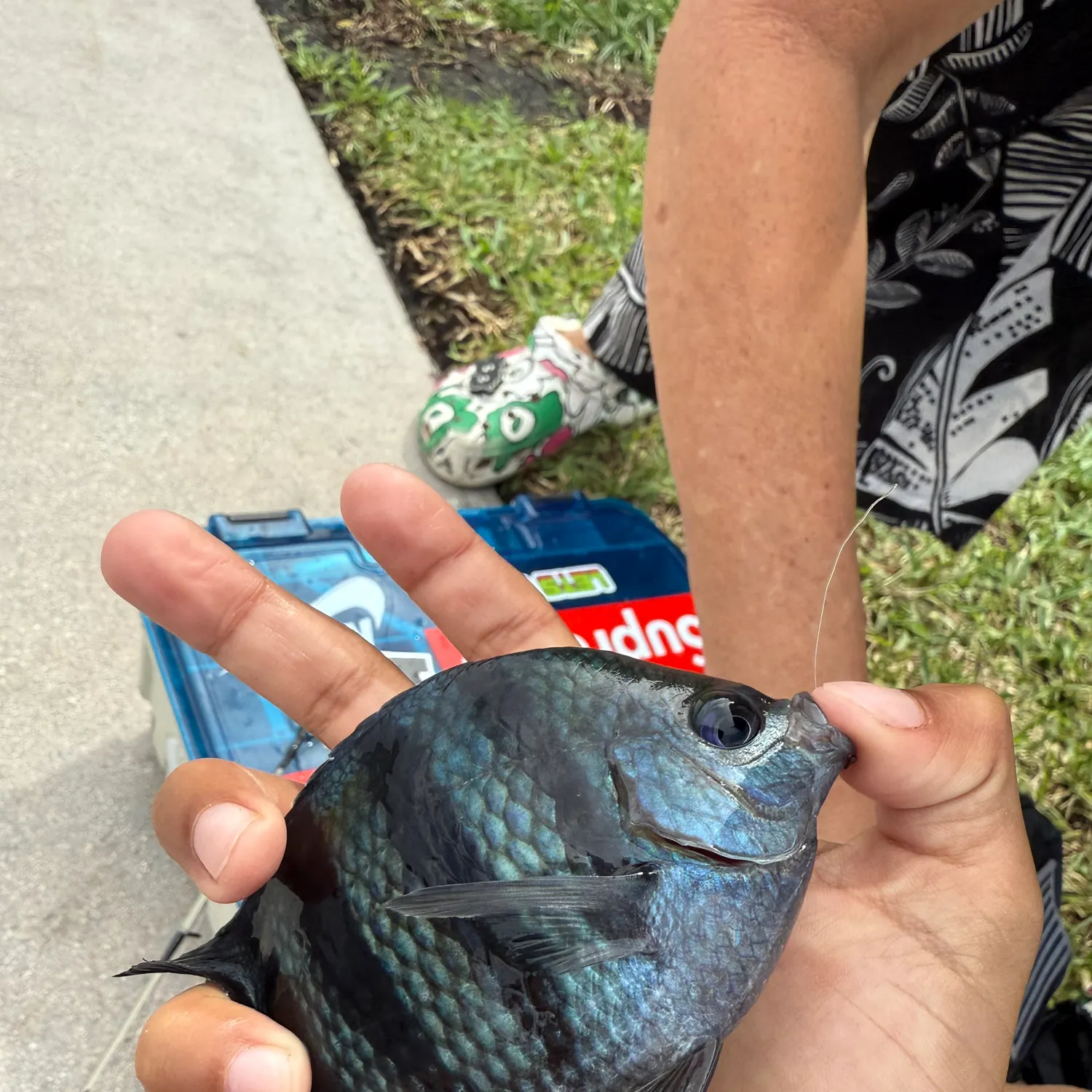 The most recent Panamic sergeant major catches on Fishbrain