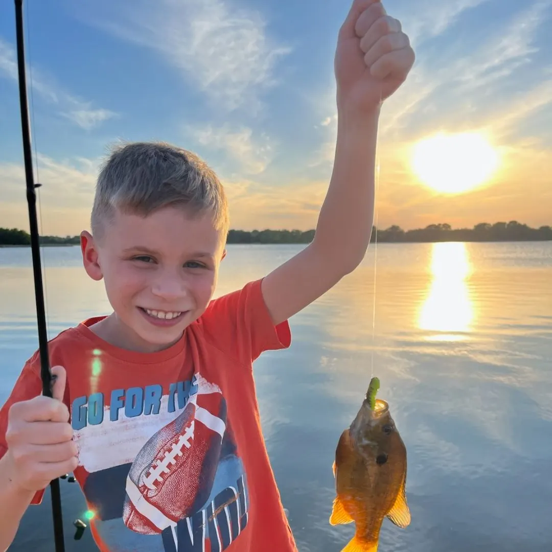 Green sunfish caught on Fishbrain