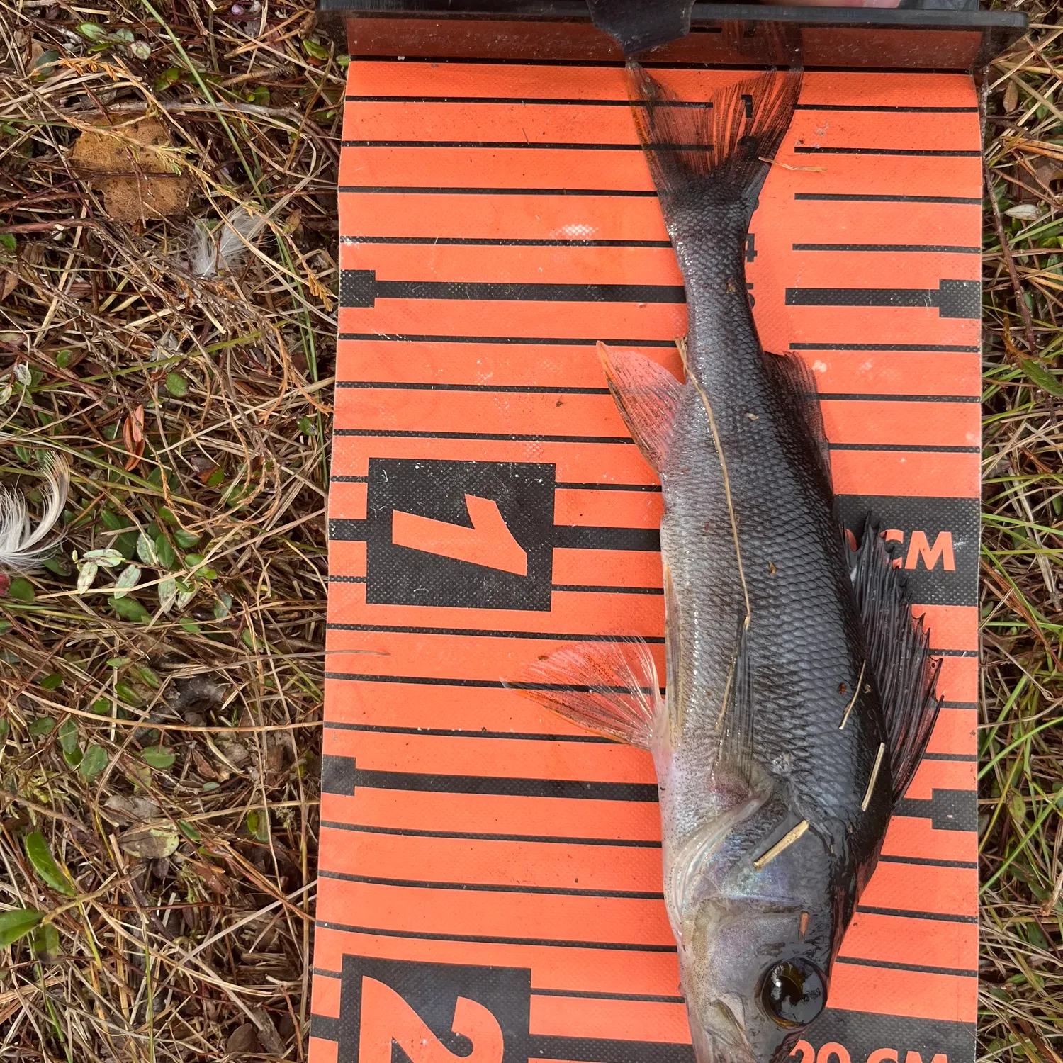 European perch caught on Fishbrain