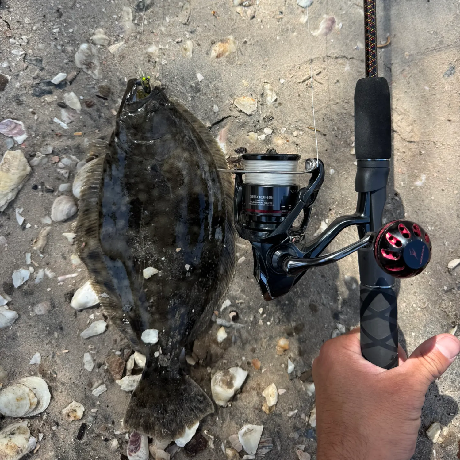 The most recent Summer flounder catches on Fishbrain