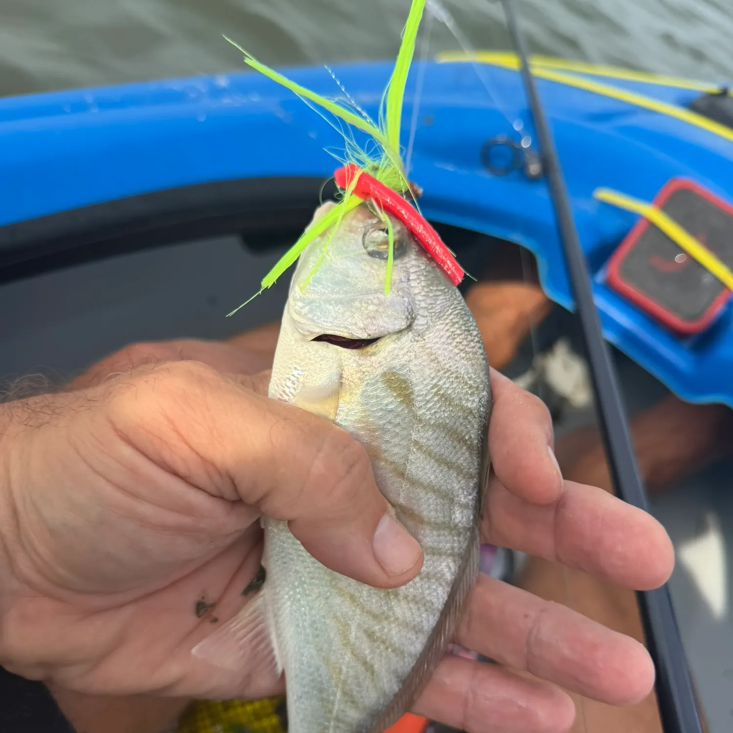 Spot croaker caught on Fishbrain