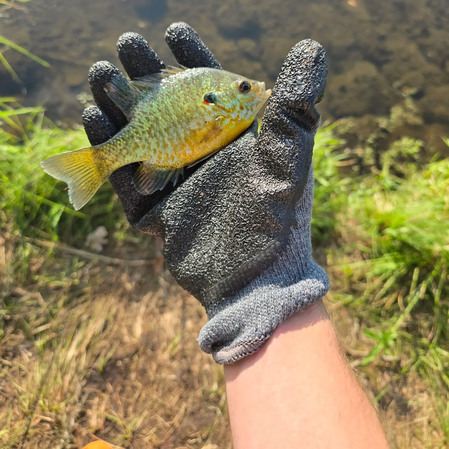 Pumpkinseed caught on Fishbrain