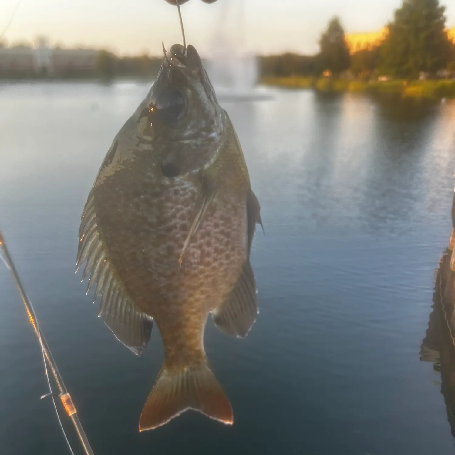 Bluegill caught on Fishbrain
