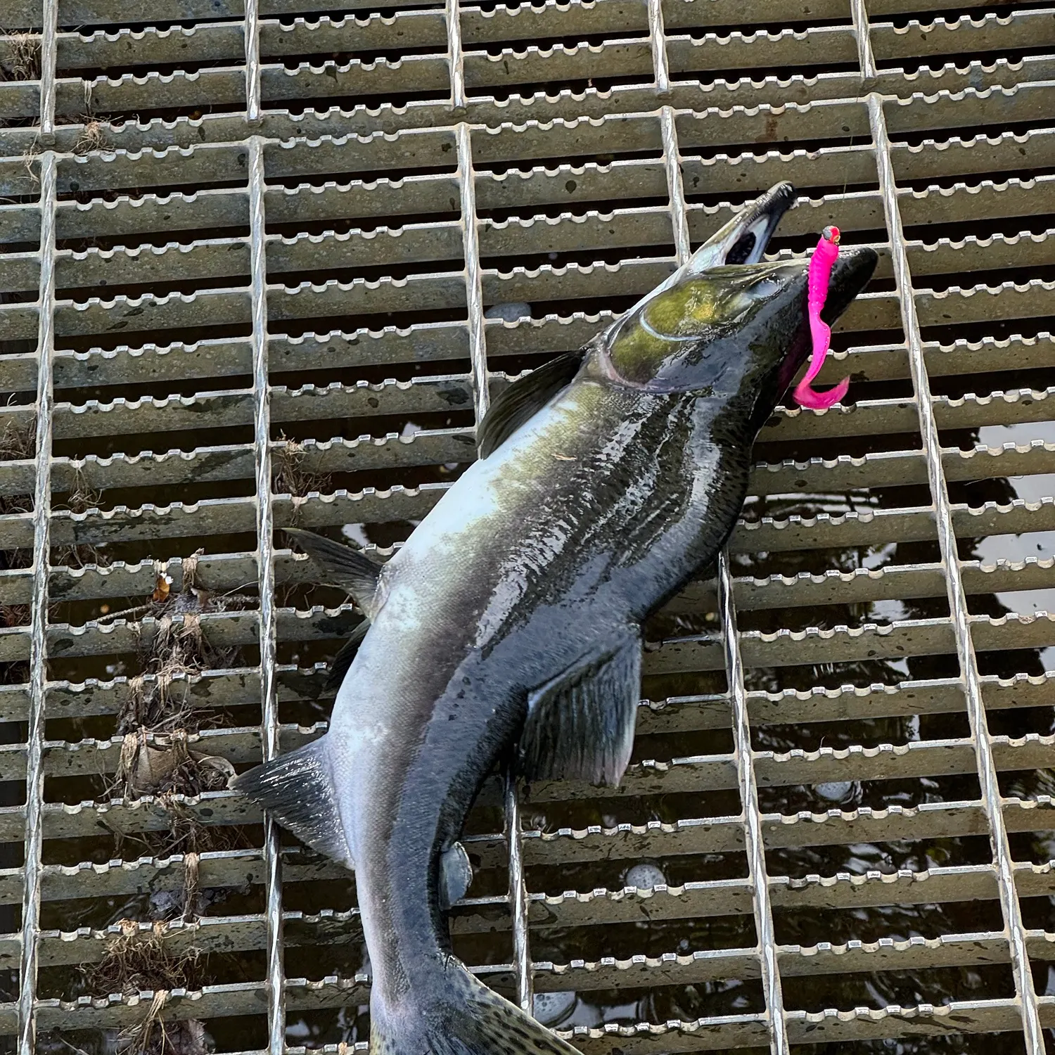 Pink salmon caught on Fishbrain