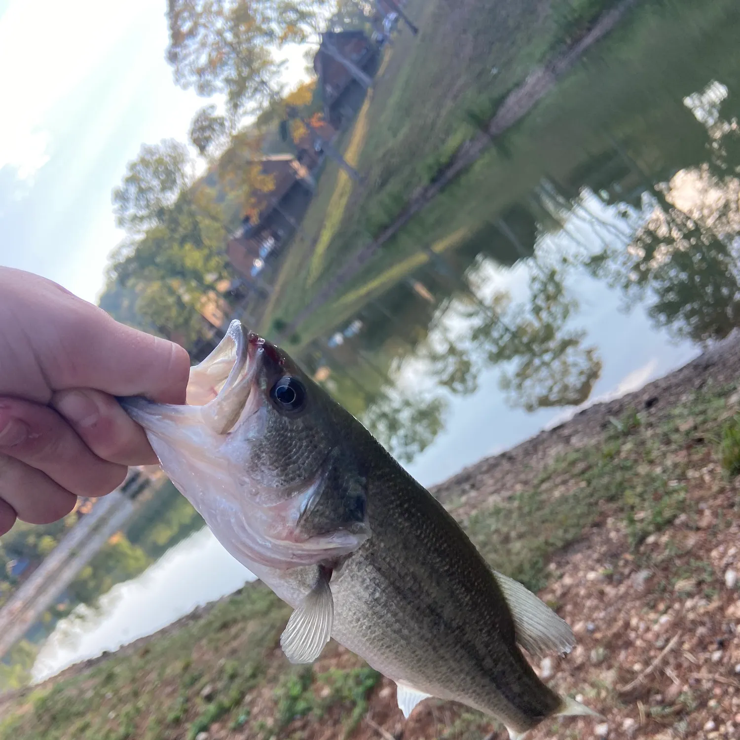 Largemouth bass caught on Fishbrain