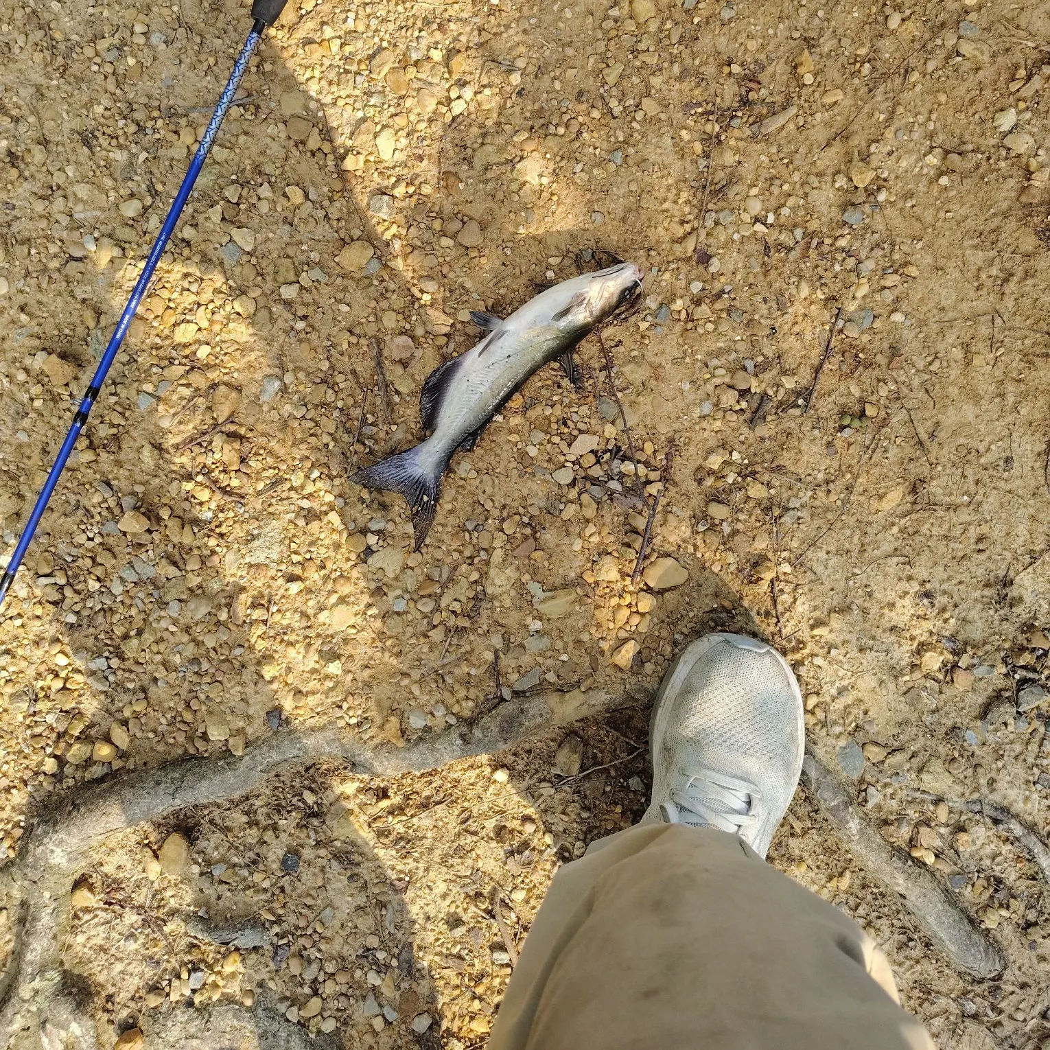 Fish caught on Fishbrain