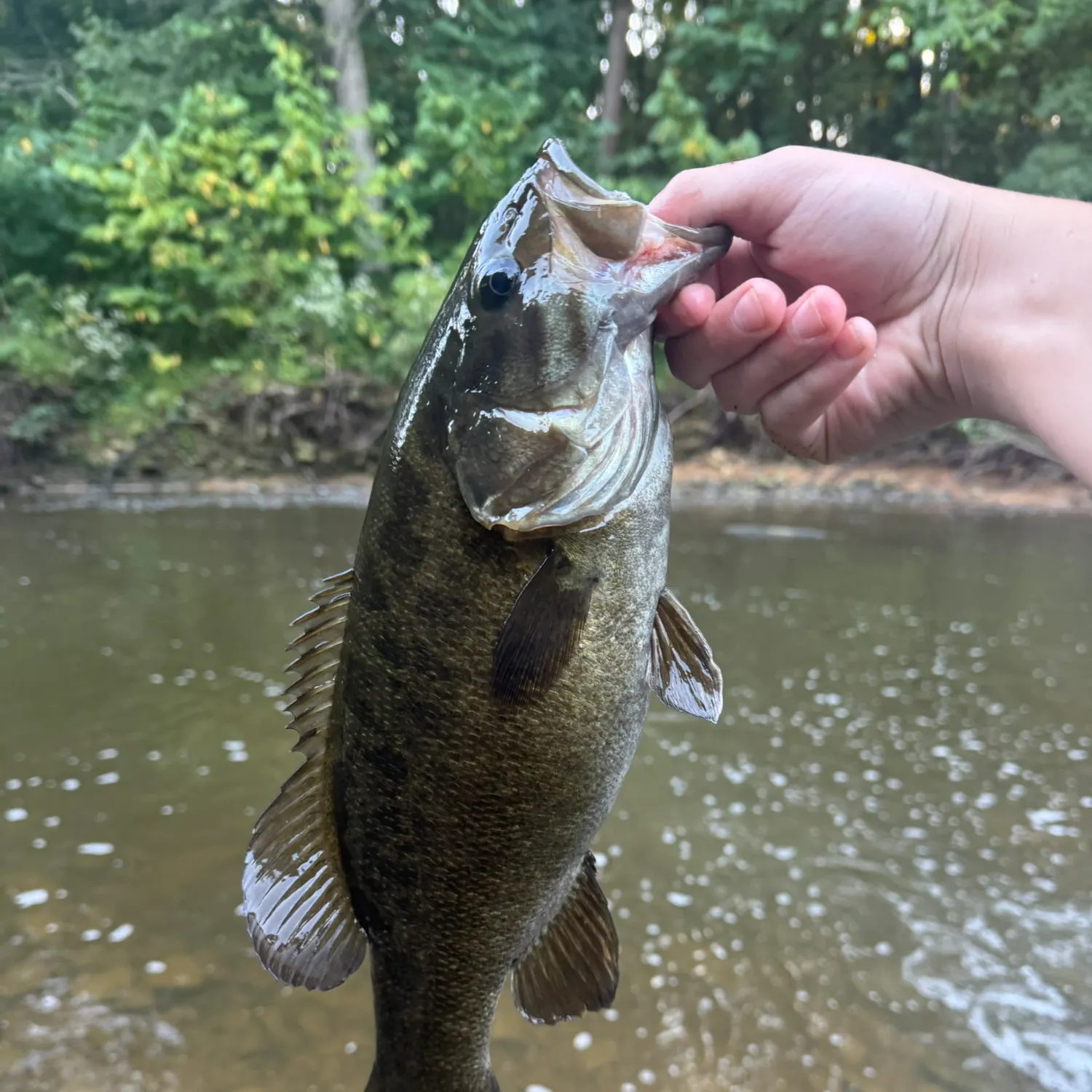 Smallmouth bass caught on Fishbrain