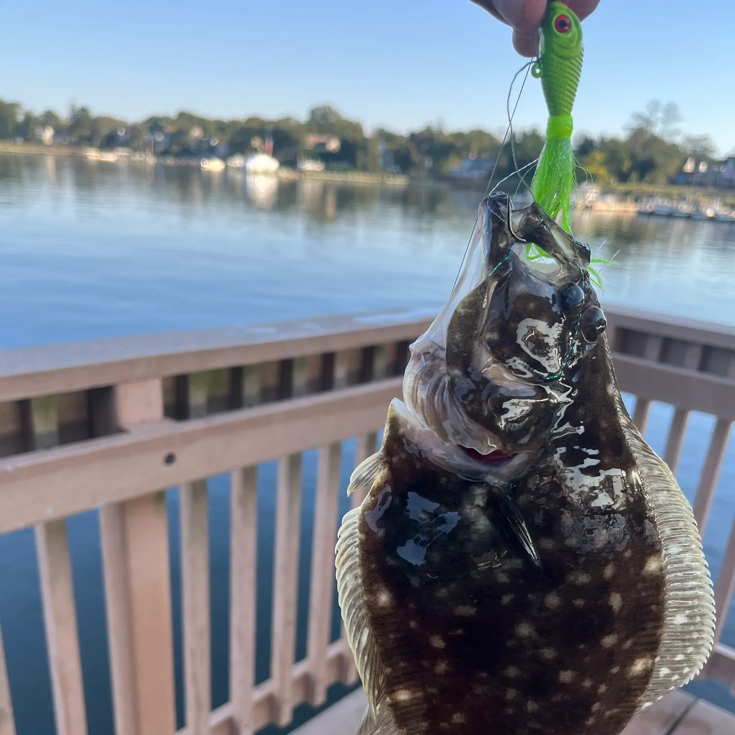Summer flounder caught on Fishbrain