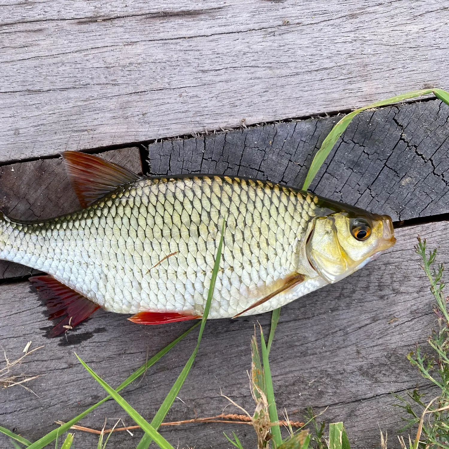 Common rudd caught on Fishbrain
